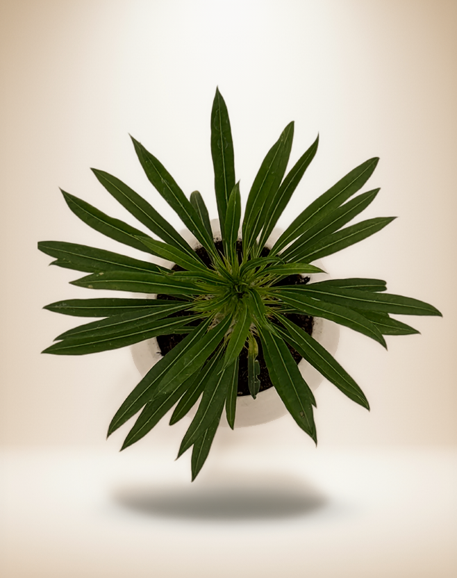 Pachypodium &