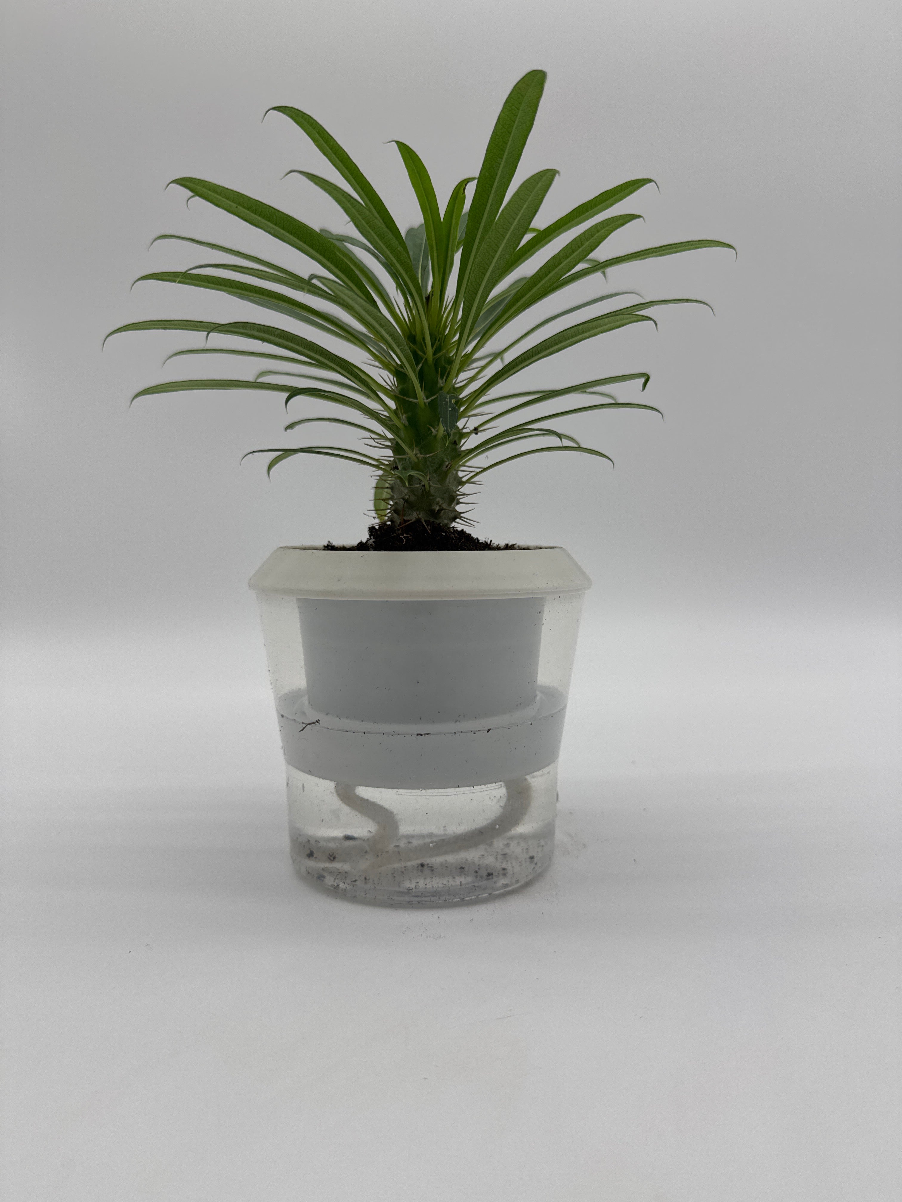 Pachypodium &