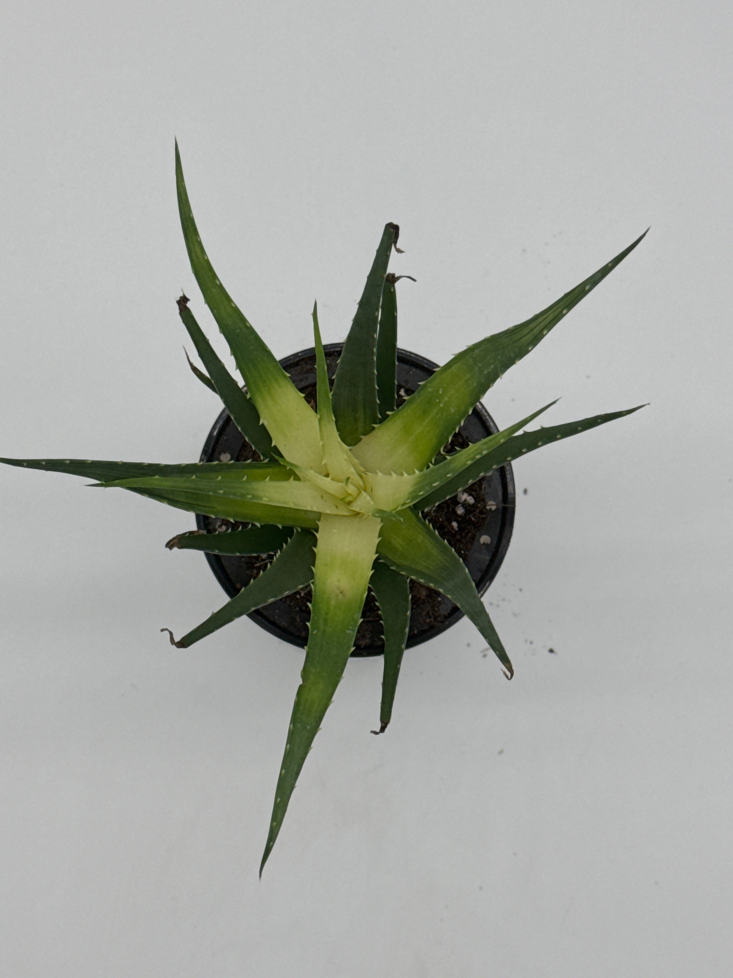 Succulent Aloe Solar Flare