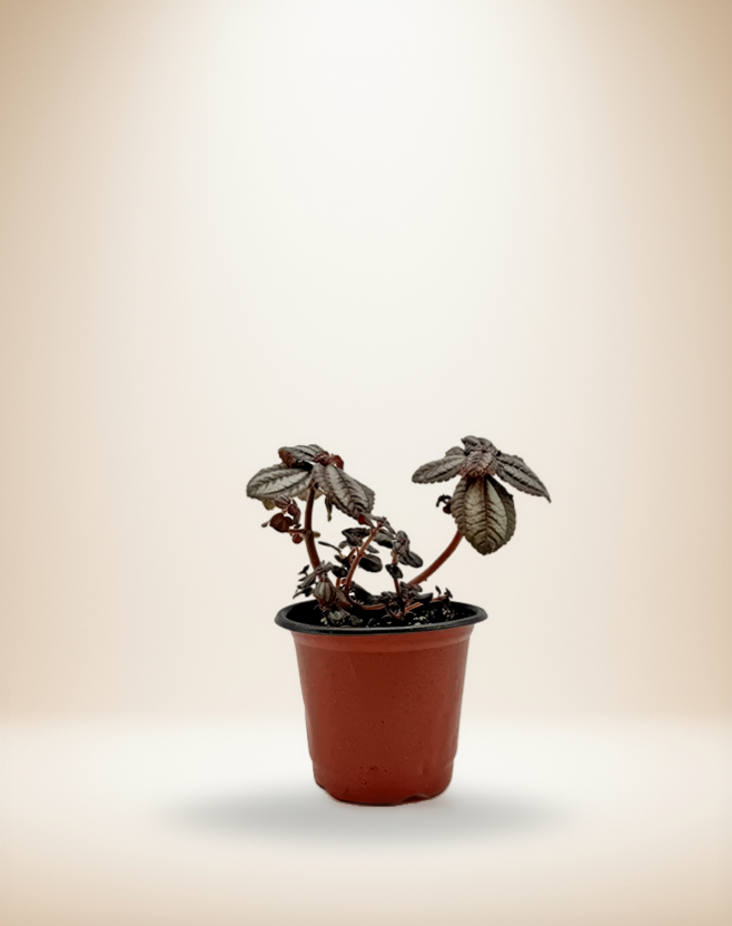 Pilea Involucrata - Friendship Plant