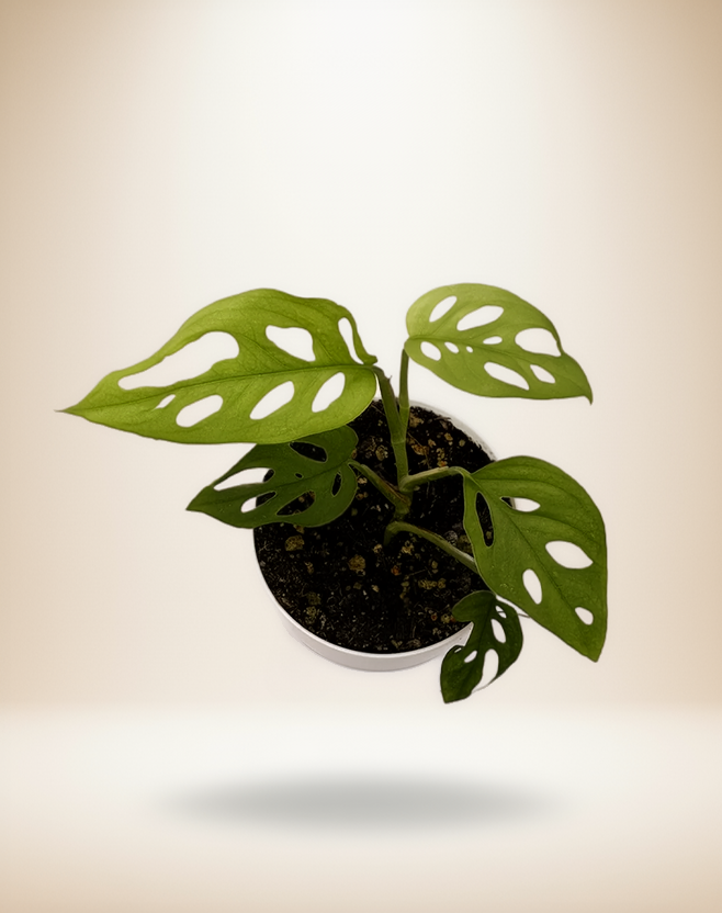 Monstera Adansonii - Swiss Cheese Plant
