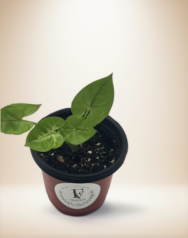 Syngonium Gold Allusion