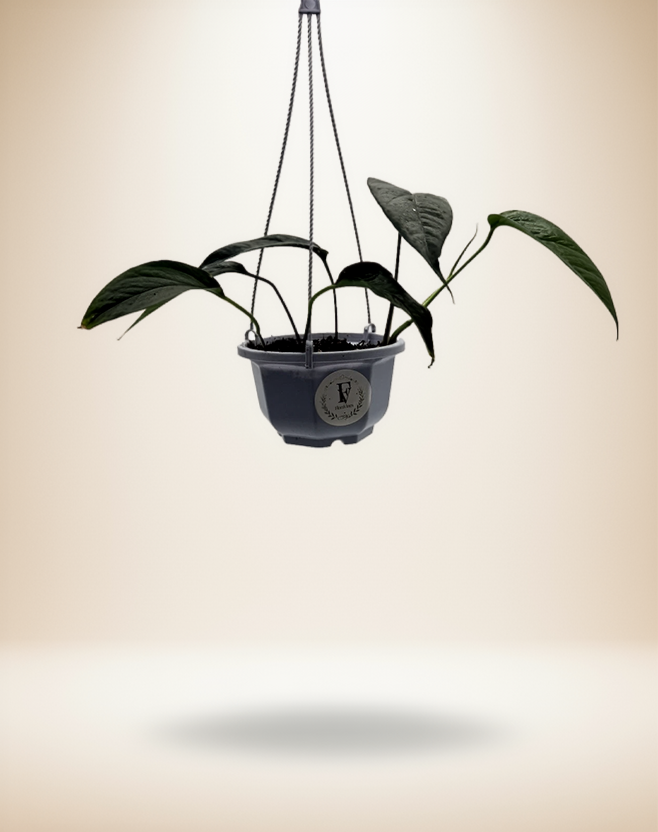 Epipremnum Pinnatum Albo Variegated | Rare Climbing Aroid | Live Tropical Houseplant