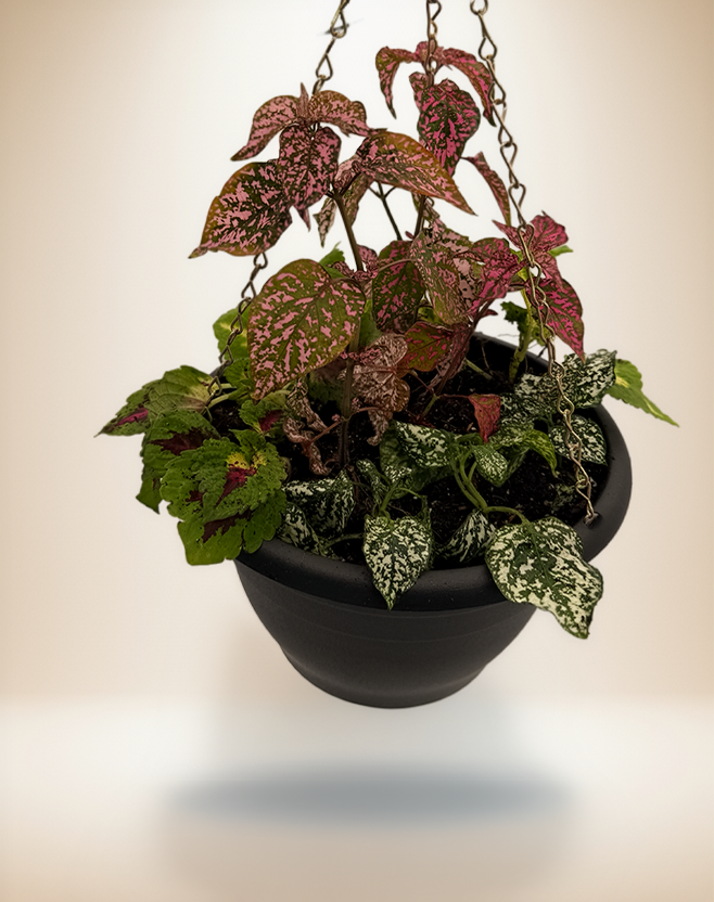 Mixed Hanging Basket – Hypoestes & Coleus 10"
