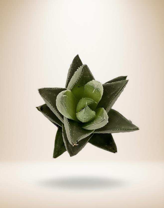 Haworthia Savanna Succulent