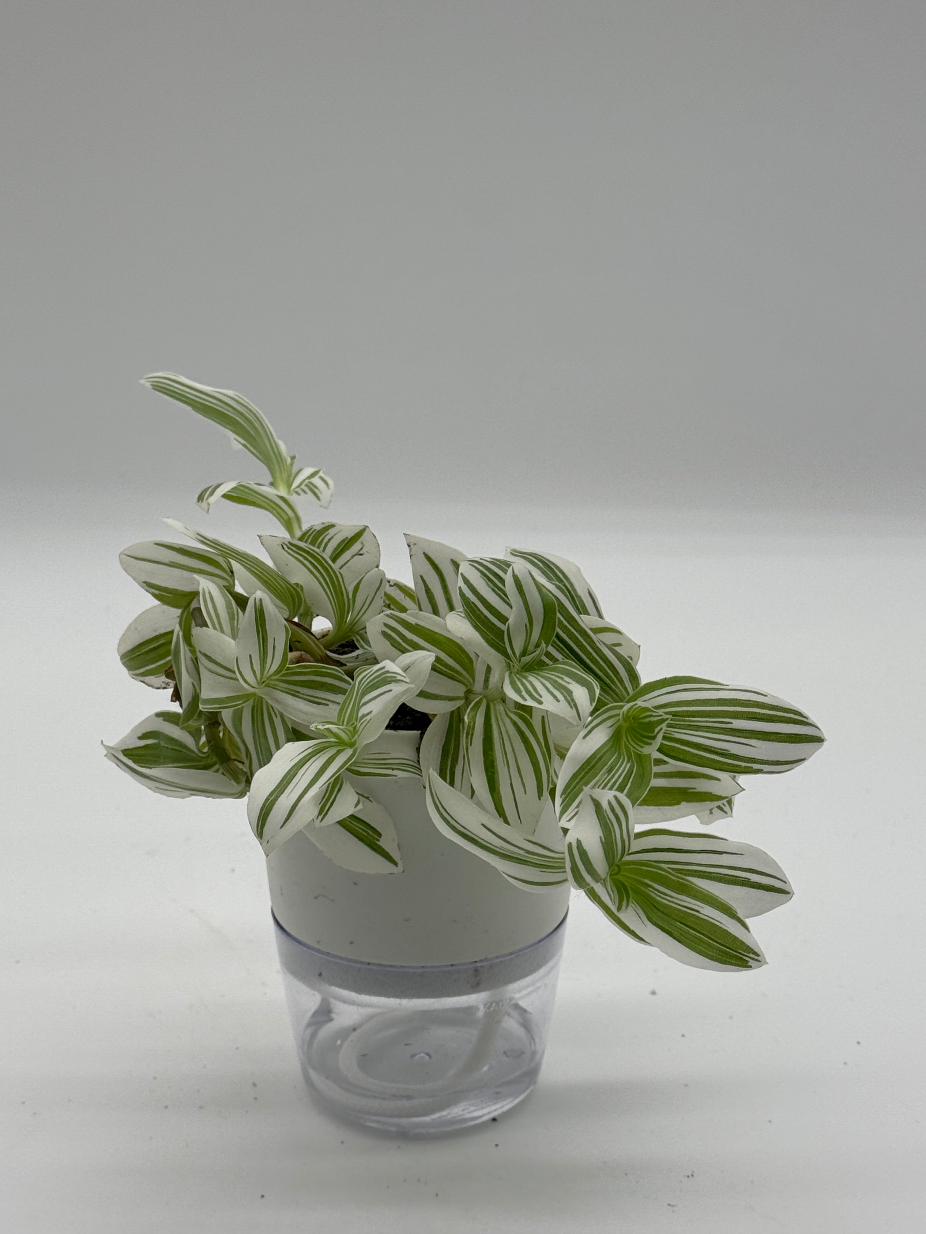 Tradescantia &
