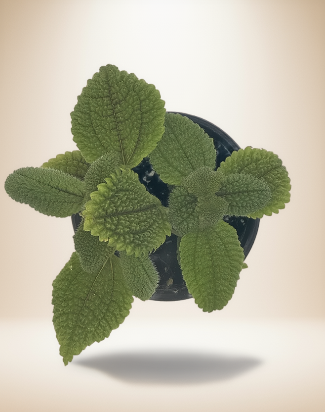 Pilea Moon Valley