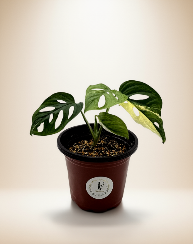 Monstera Adansonii Albo