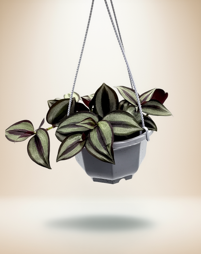 Tradescantia Zebrina