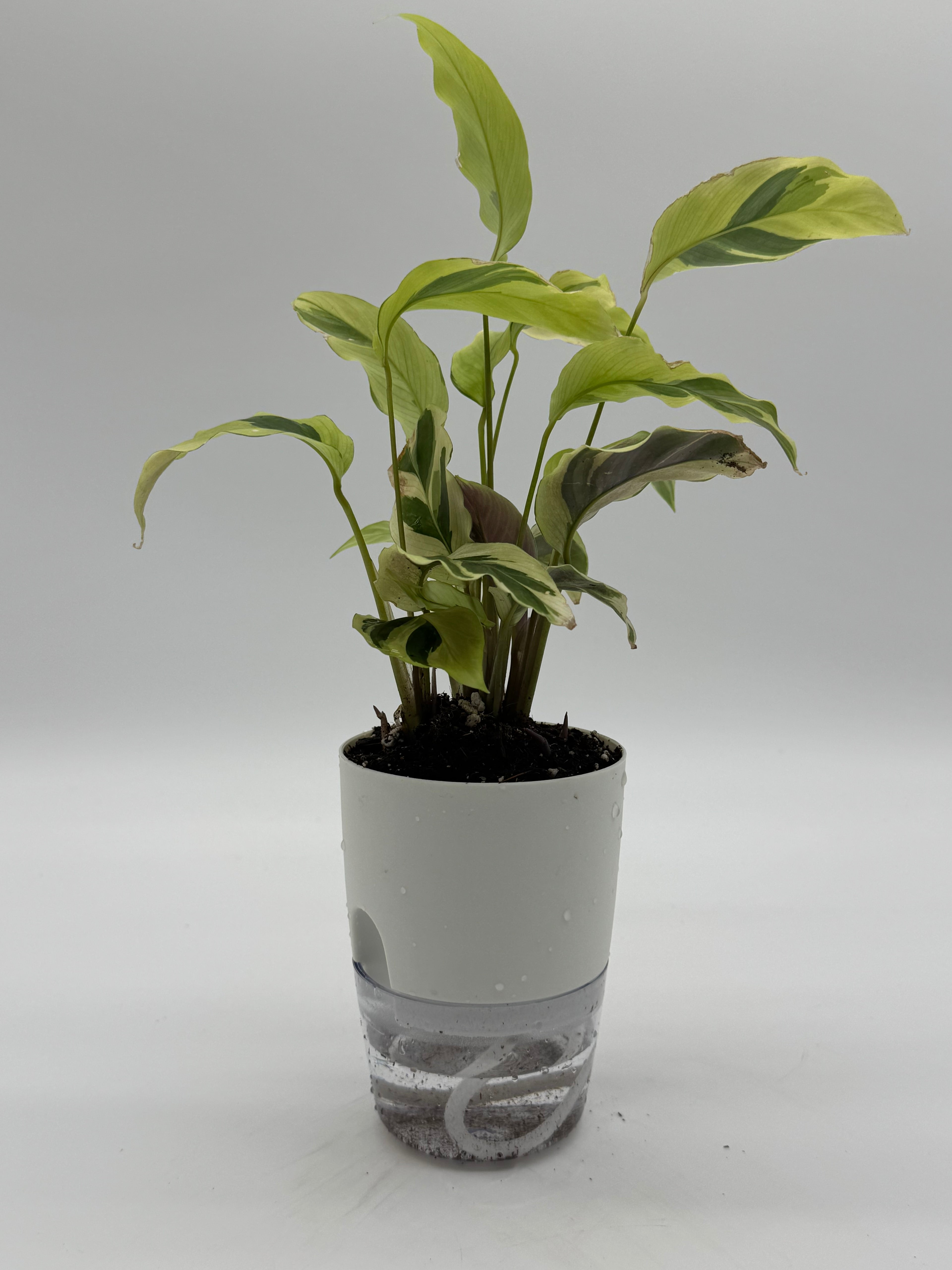 Calathea &