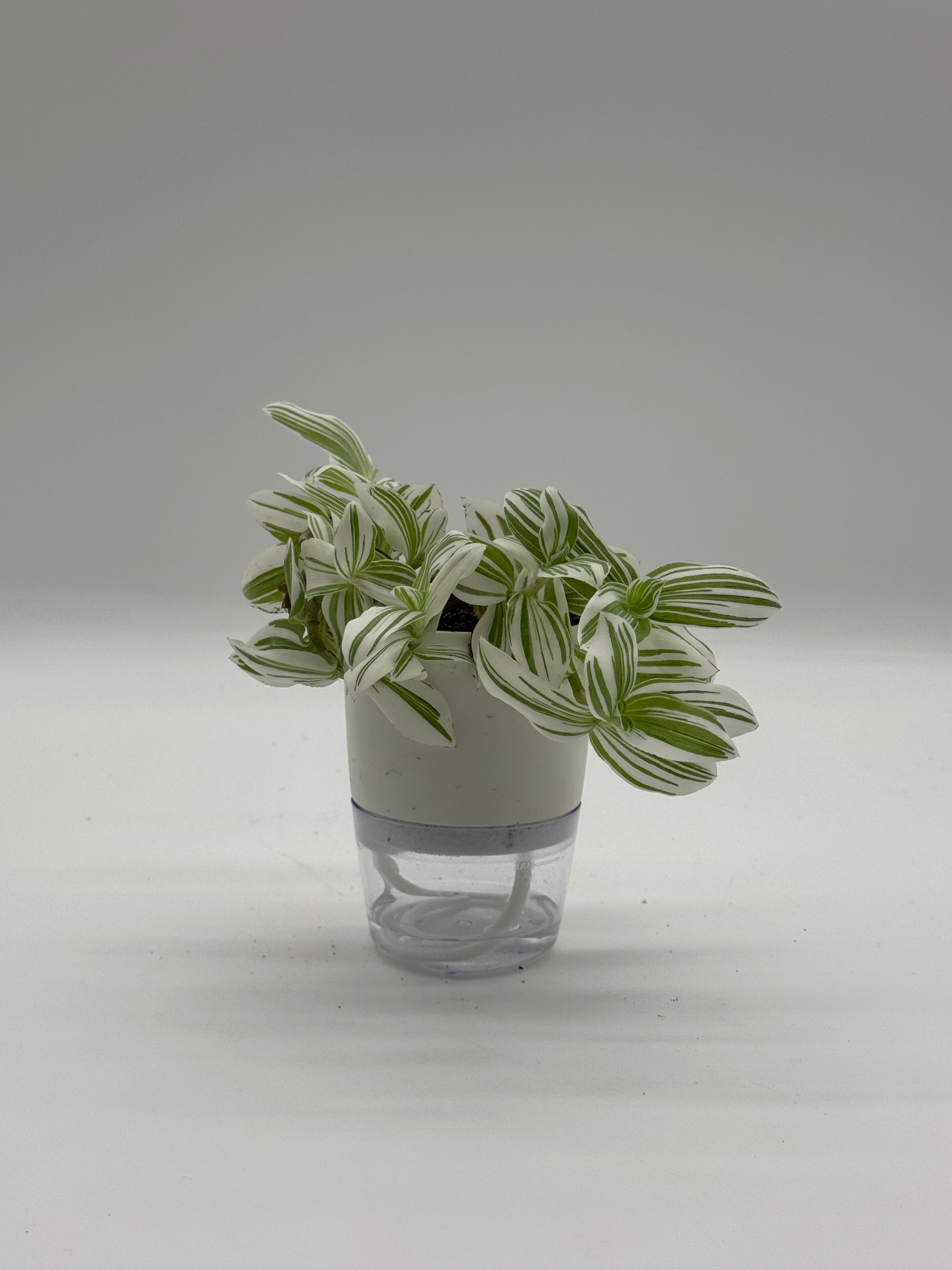Tradescantia &