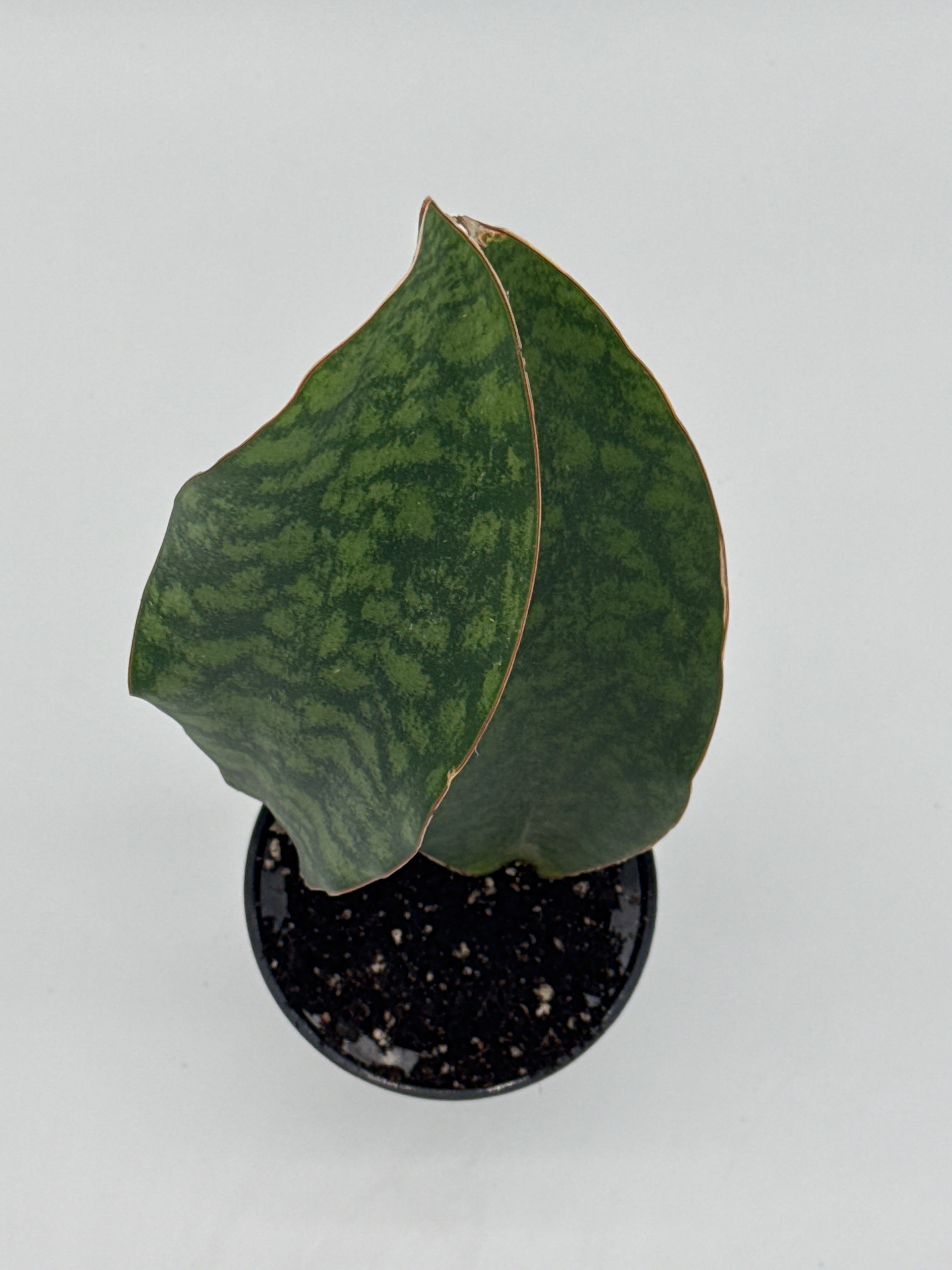 Shark Fin Snake Plant