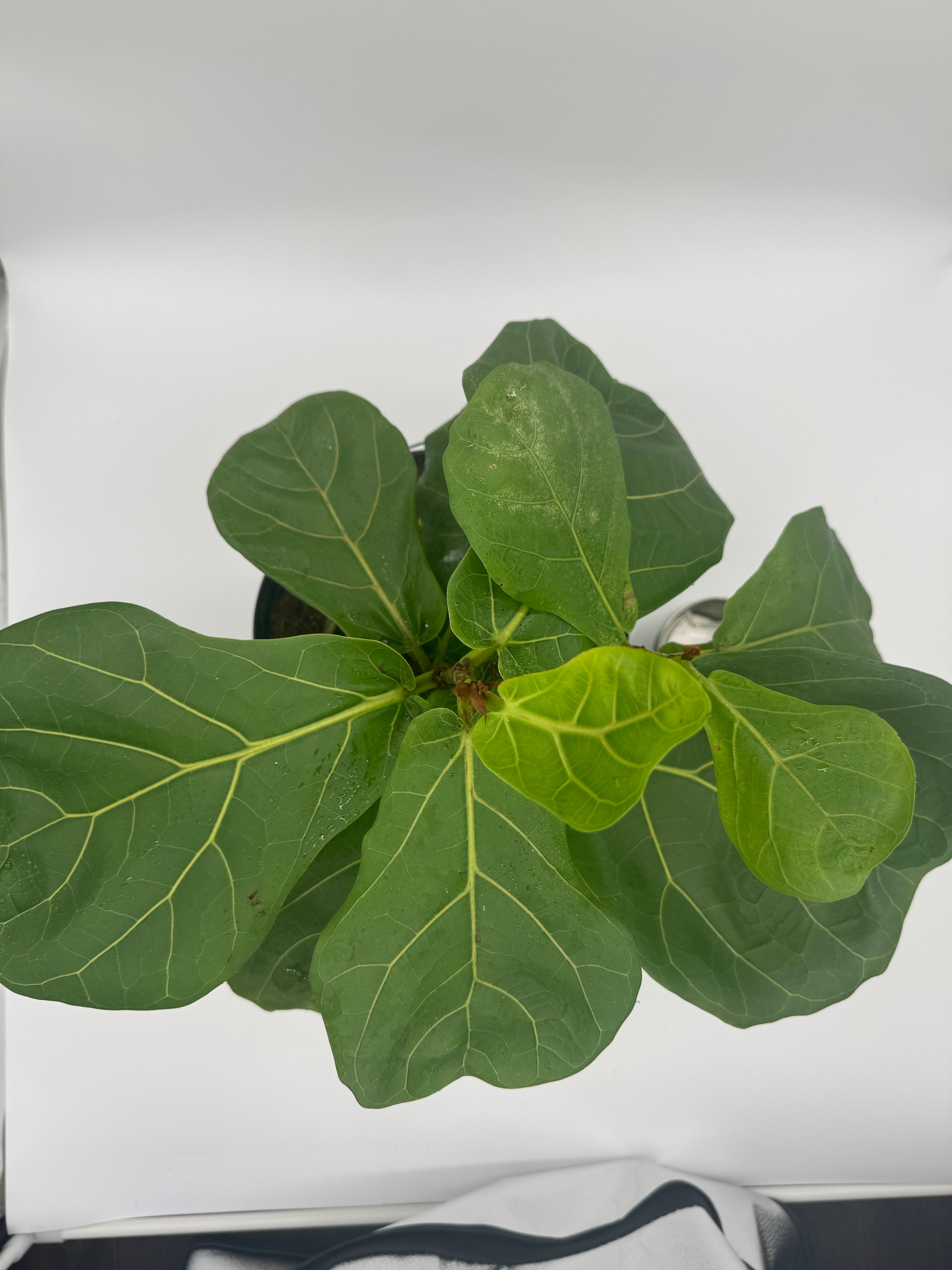 Fiddle Leaf Fig Tree - Premium Indoor Plant
