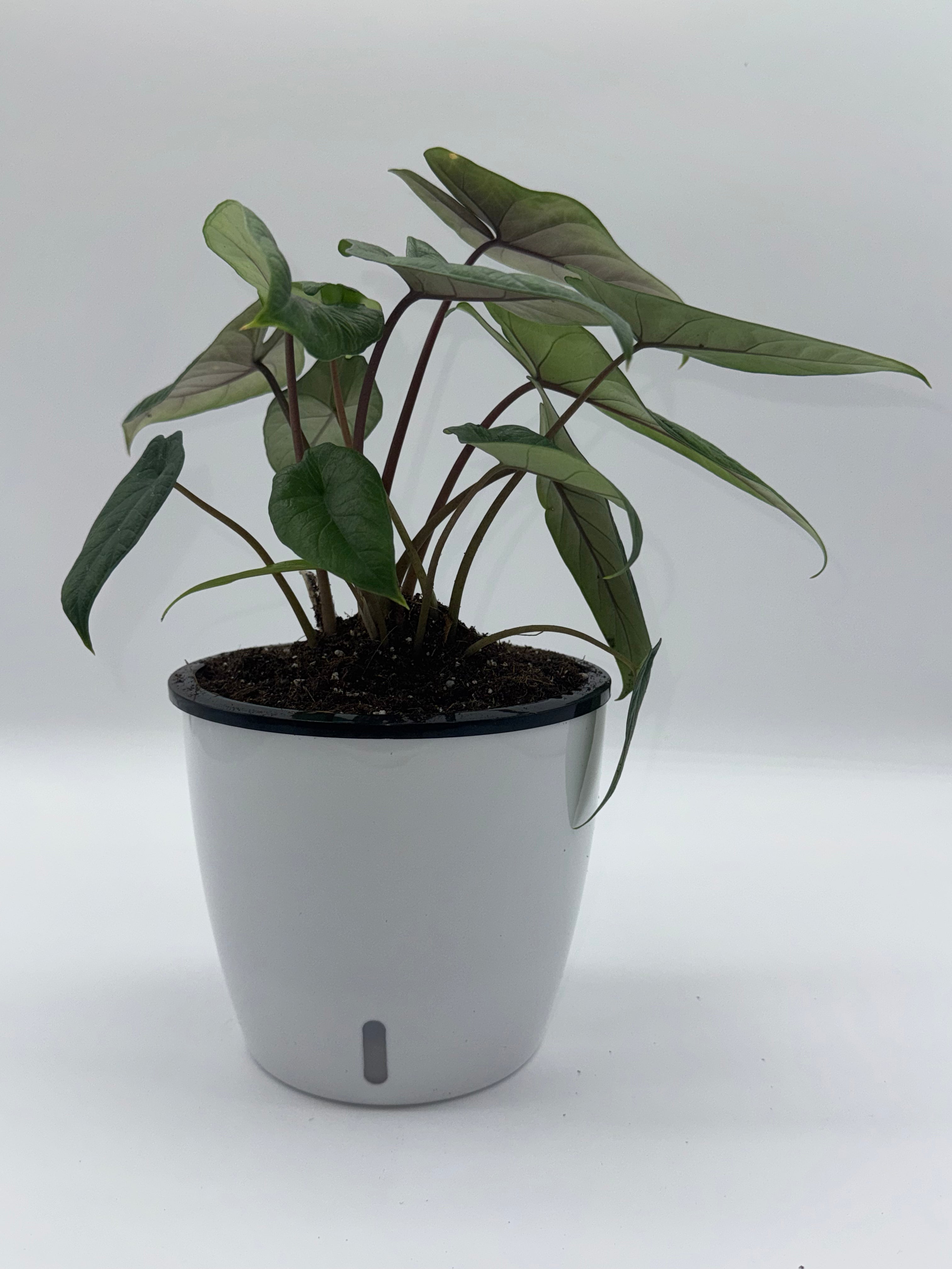 Alocasia Scalprum