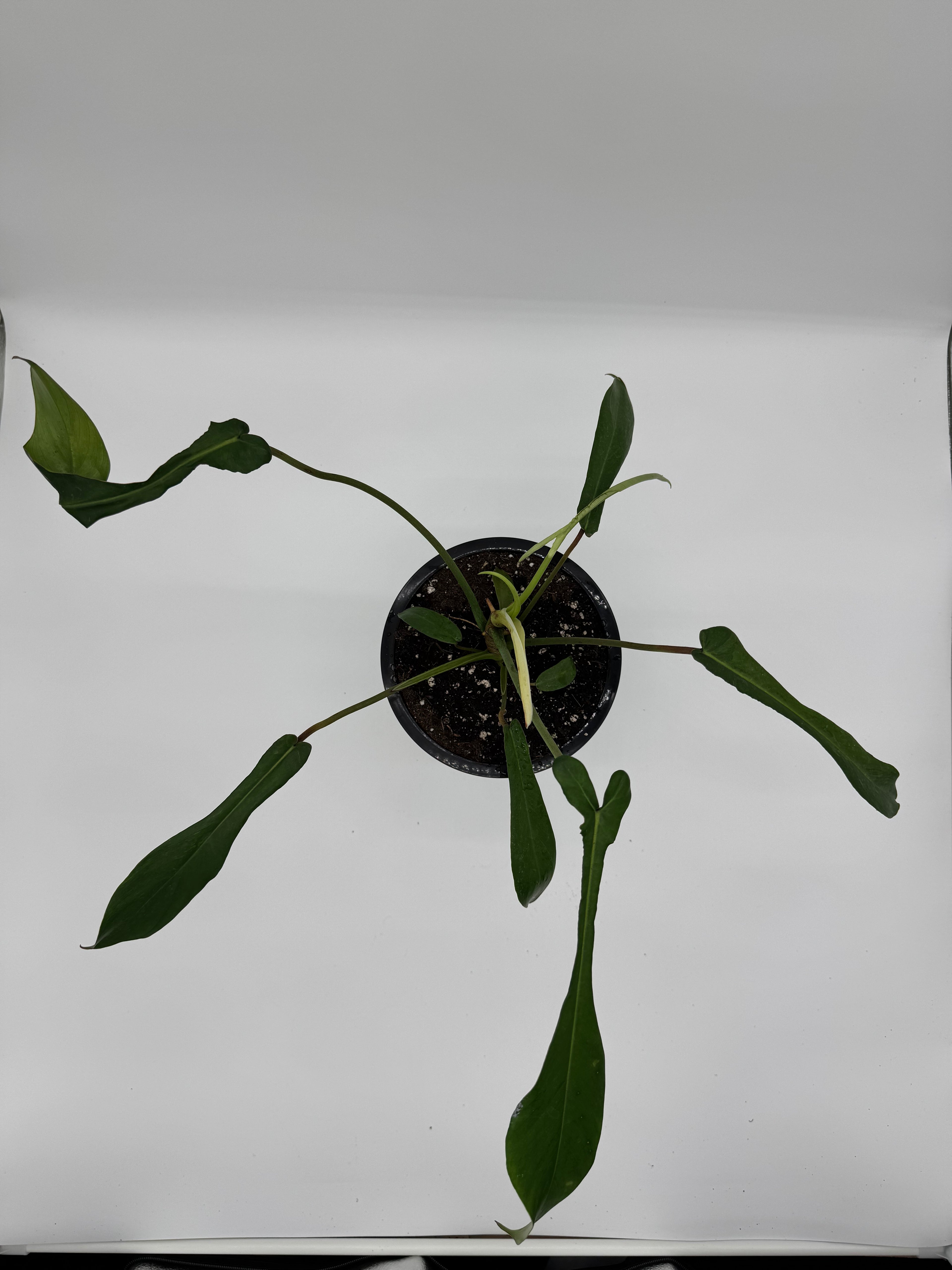 Philodendron Joepii