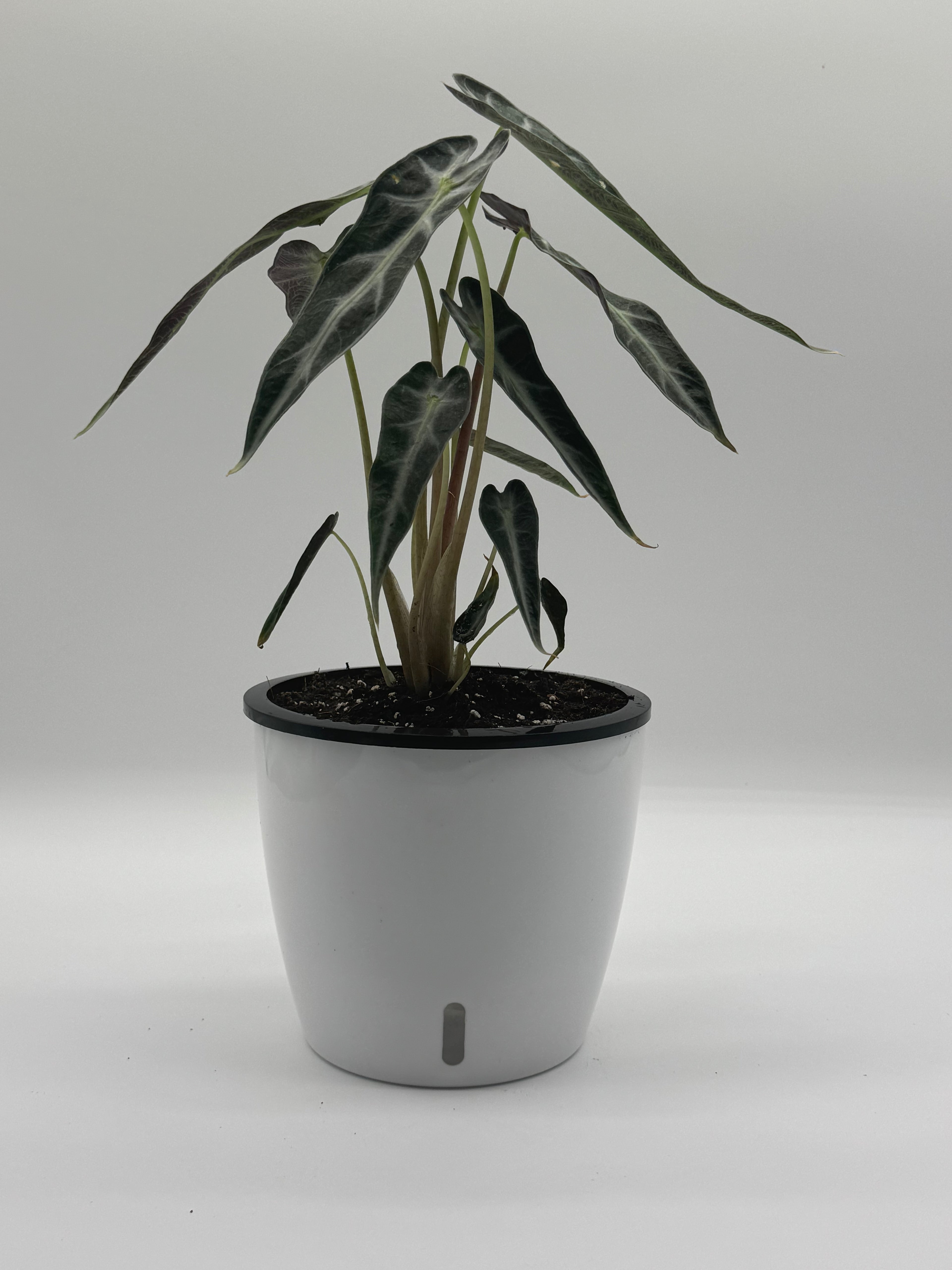 Alocasia Bambino