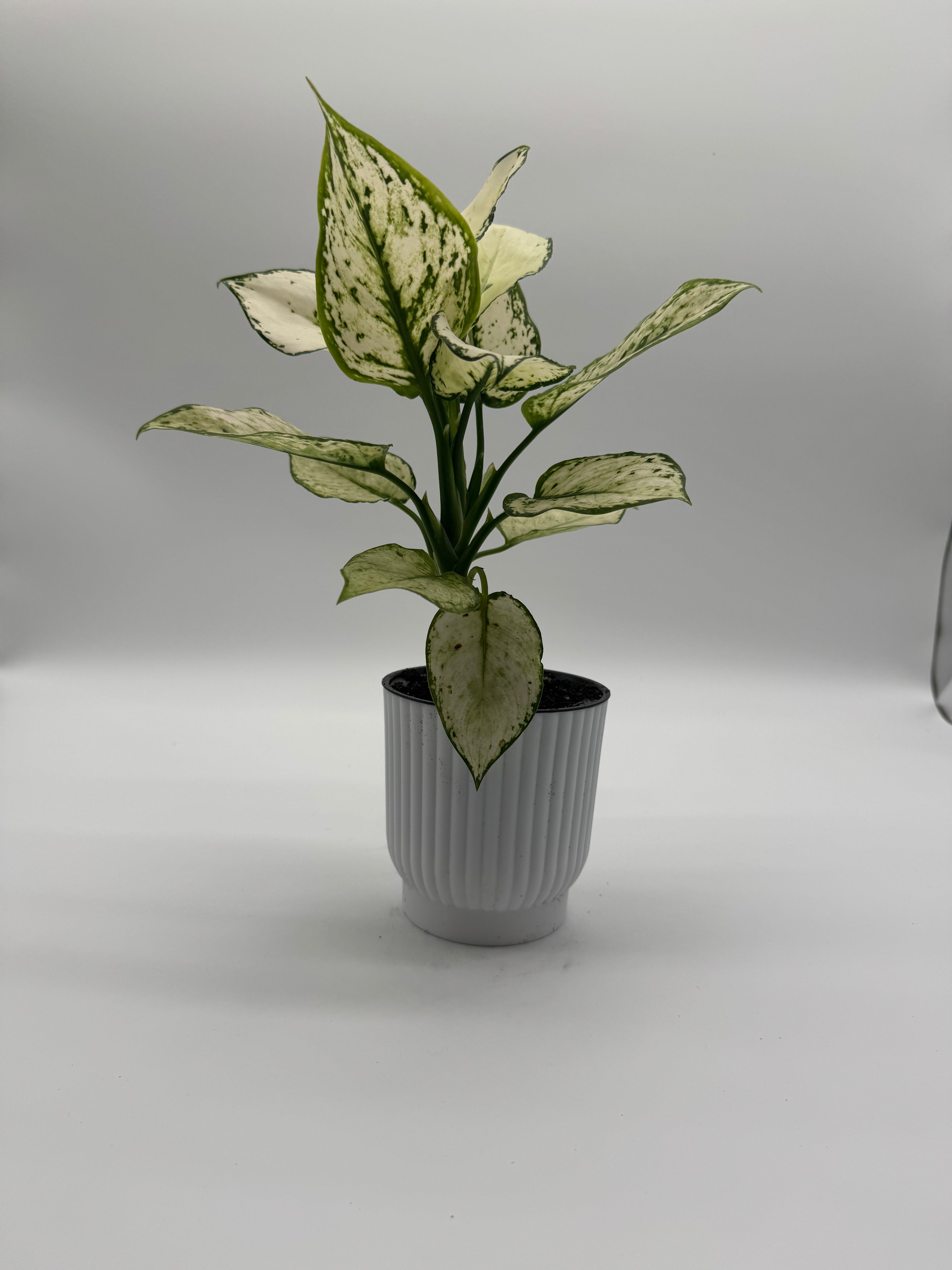 Aglaonema Paragon