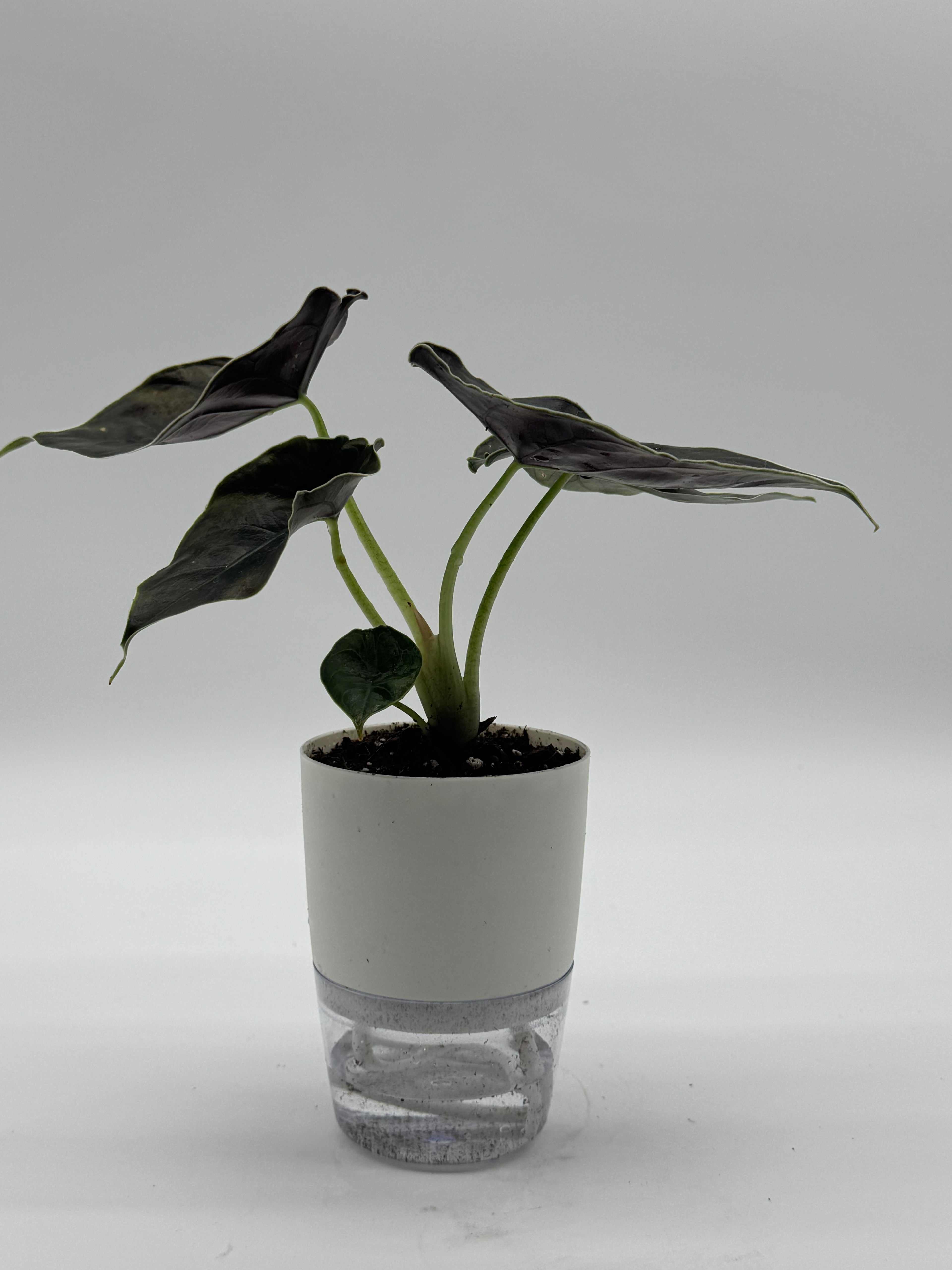 Alocasia Azlani