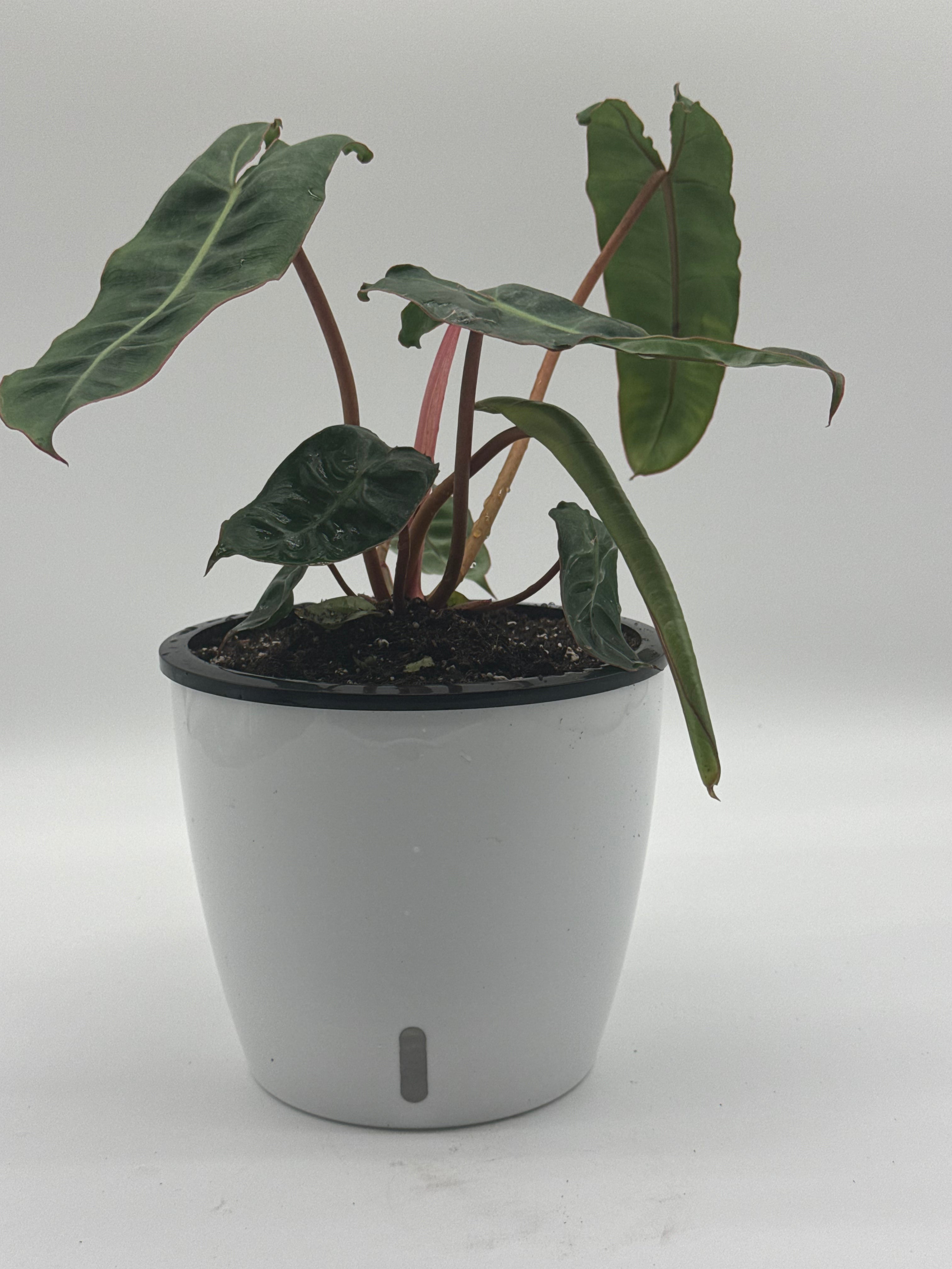 Philodendron Billitiae Green