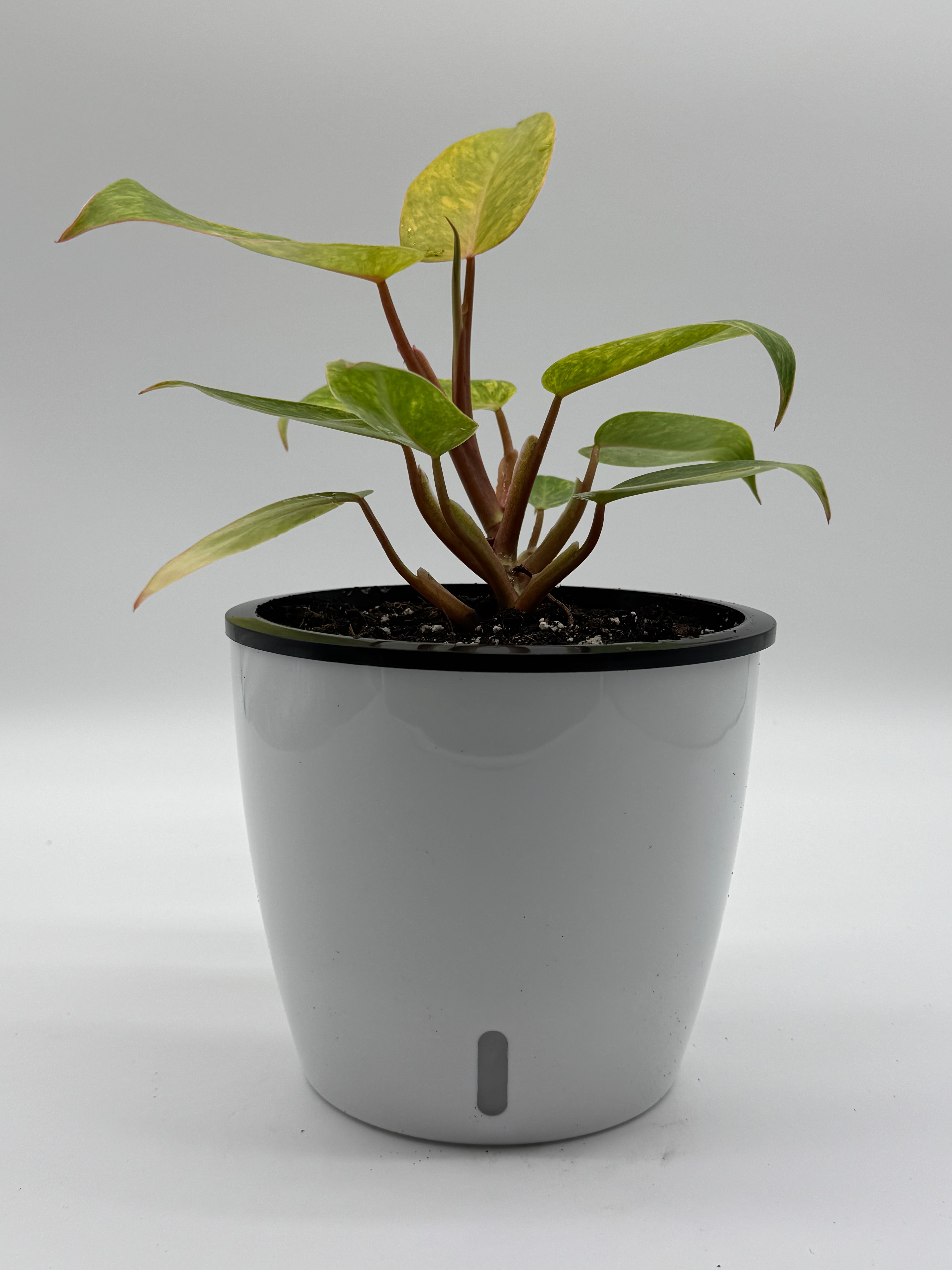 Philodendron Painted Lady