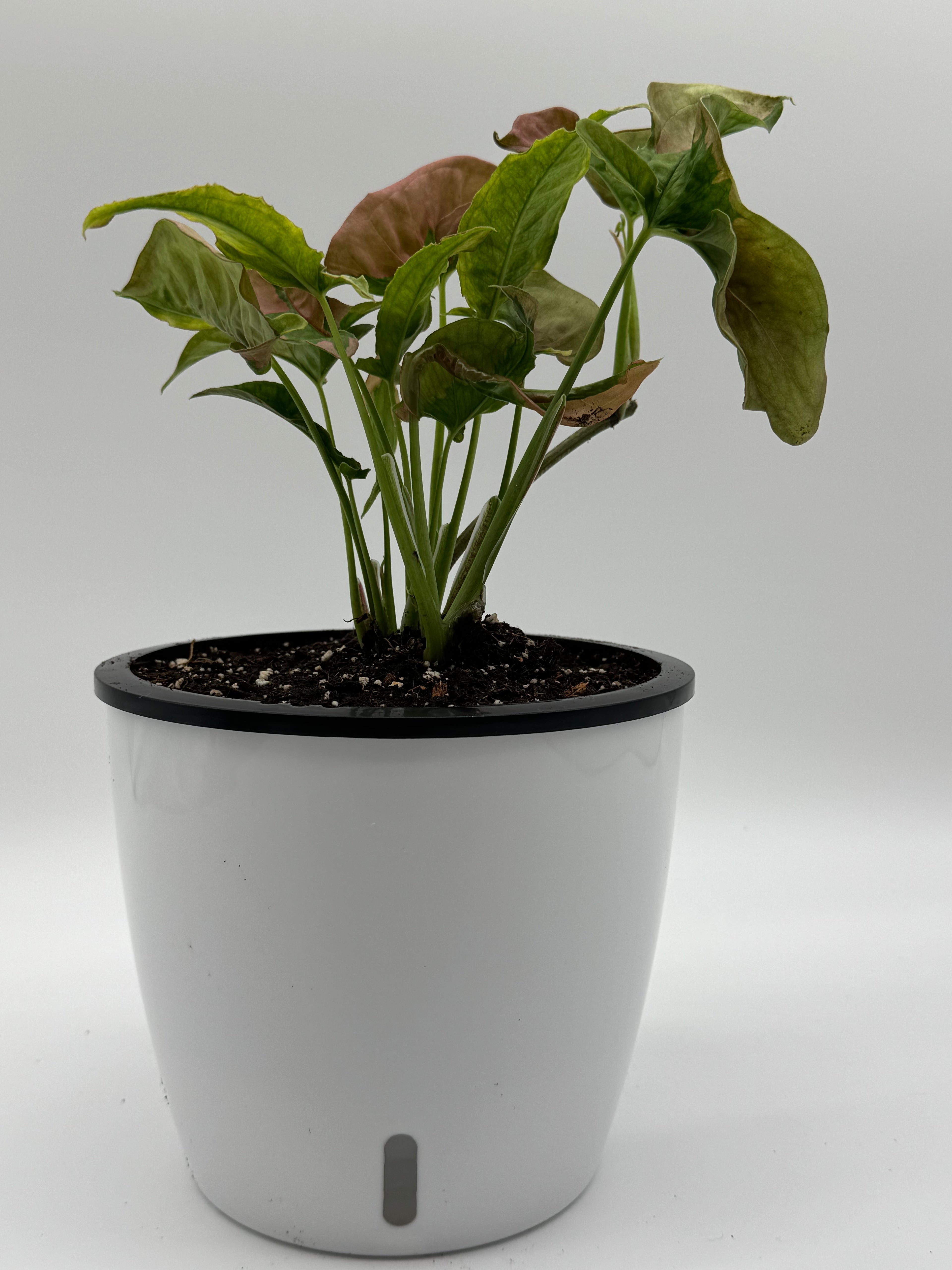 Syngonium Pink Lava