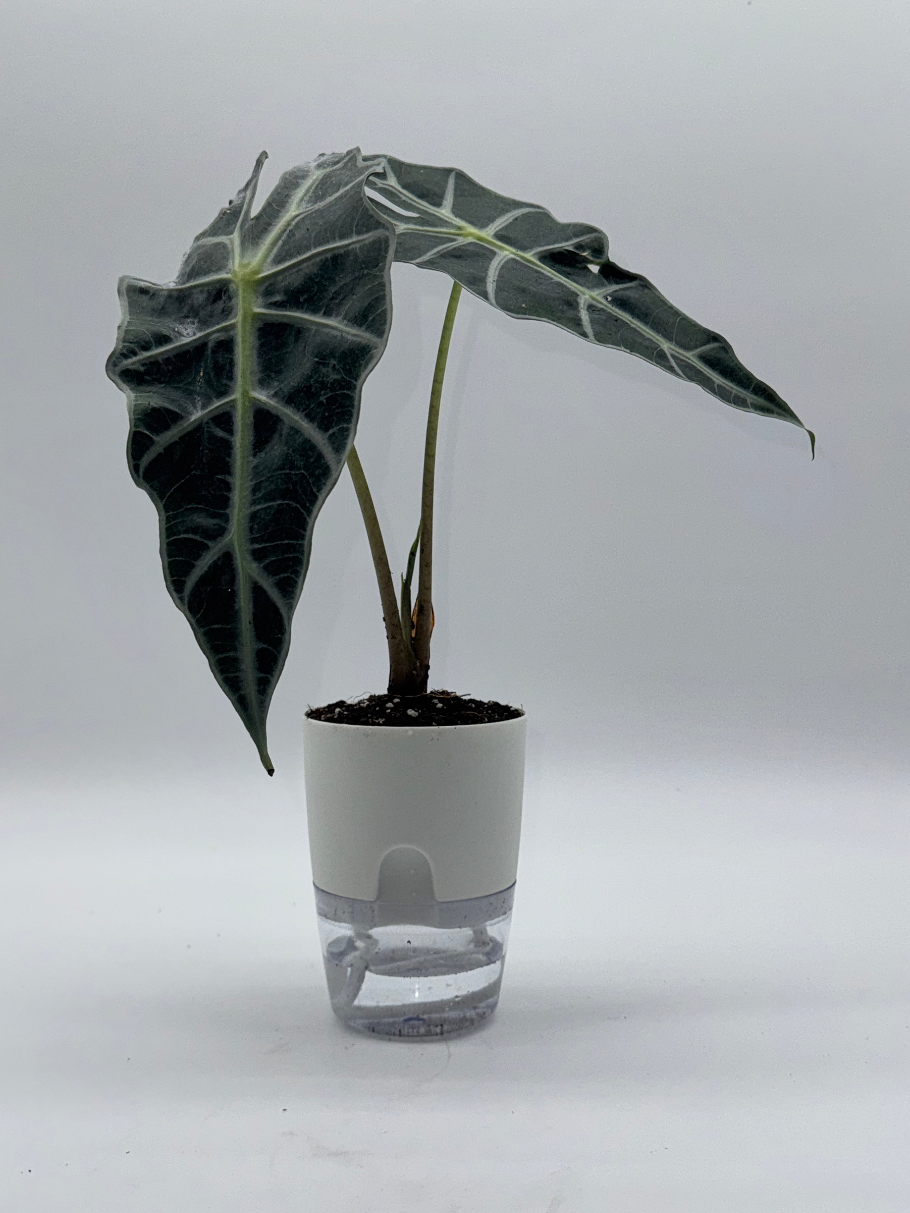 Alocasia Dwarf Amazonica