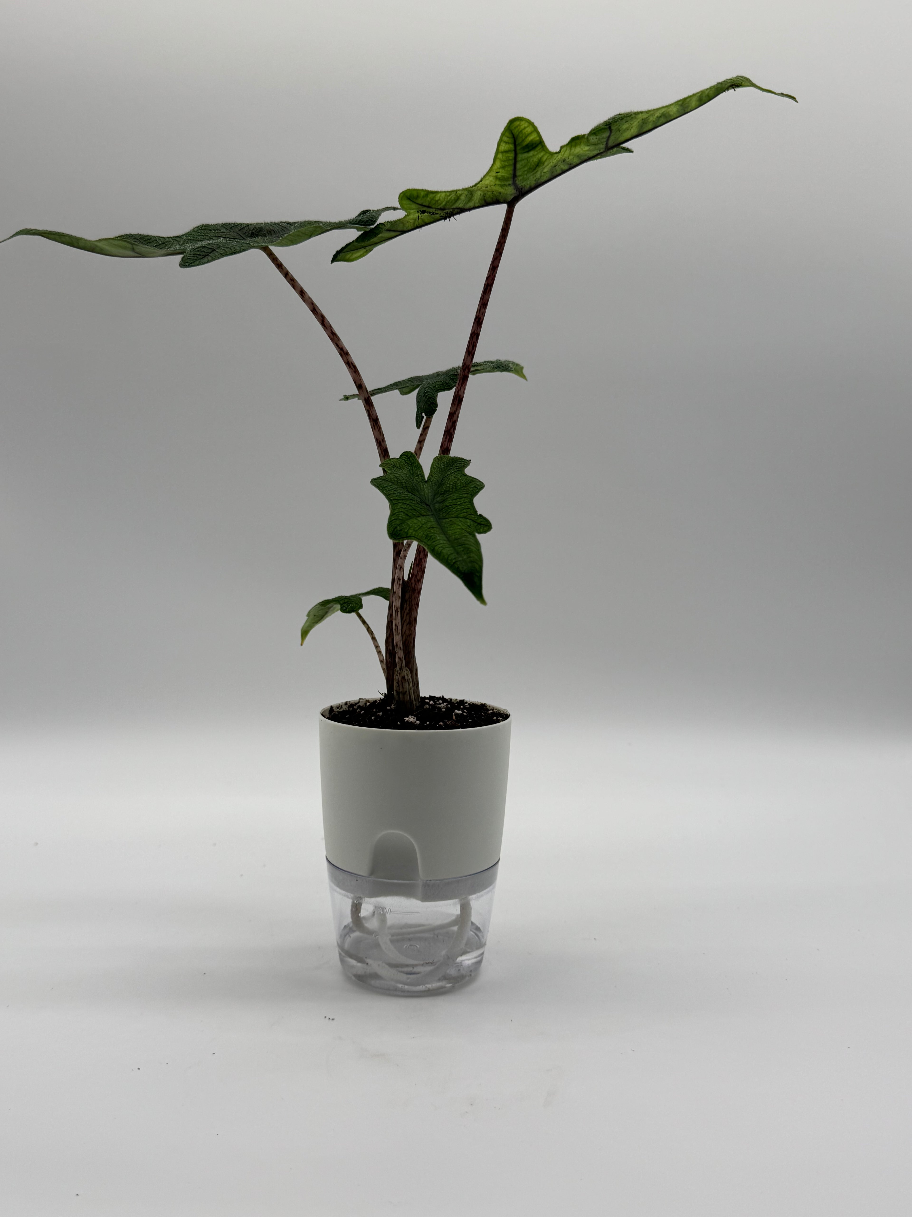 Alocasia Jacklyn
