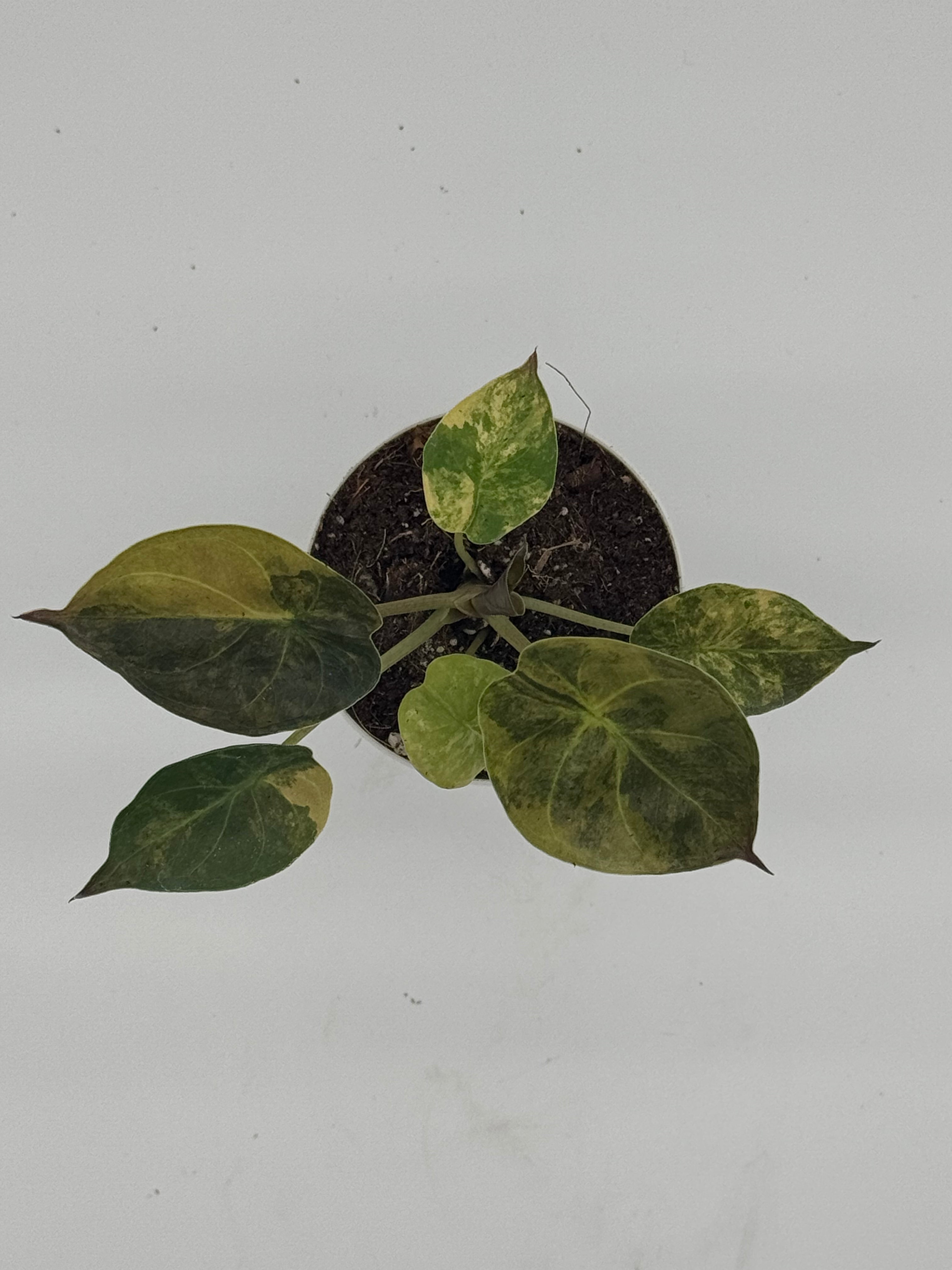 Alocasia wentii Variegated - Premium Giant Elephant Ear