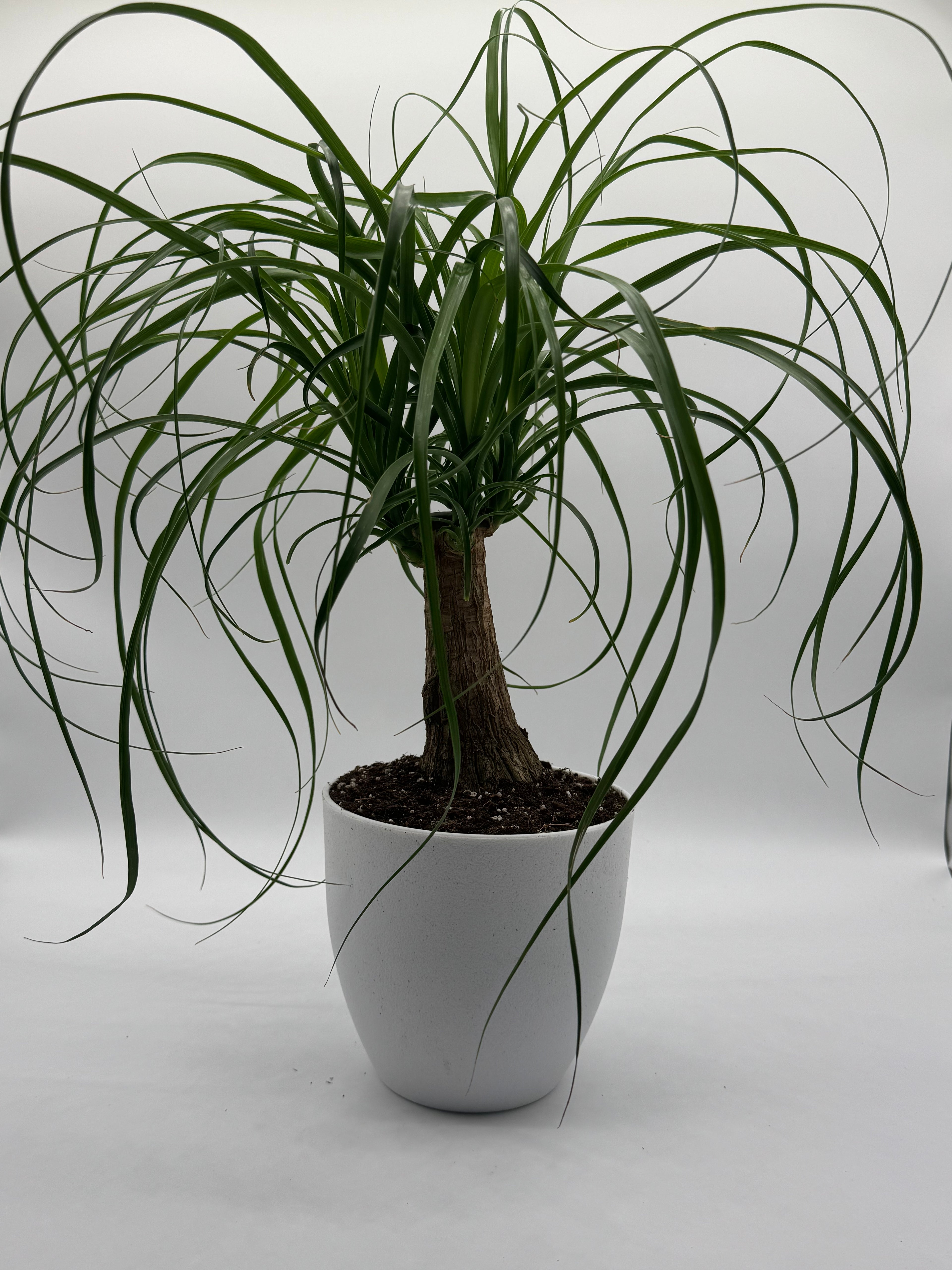 PALM PONYTAIL