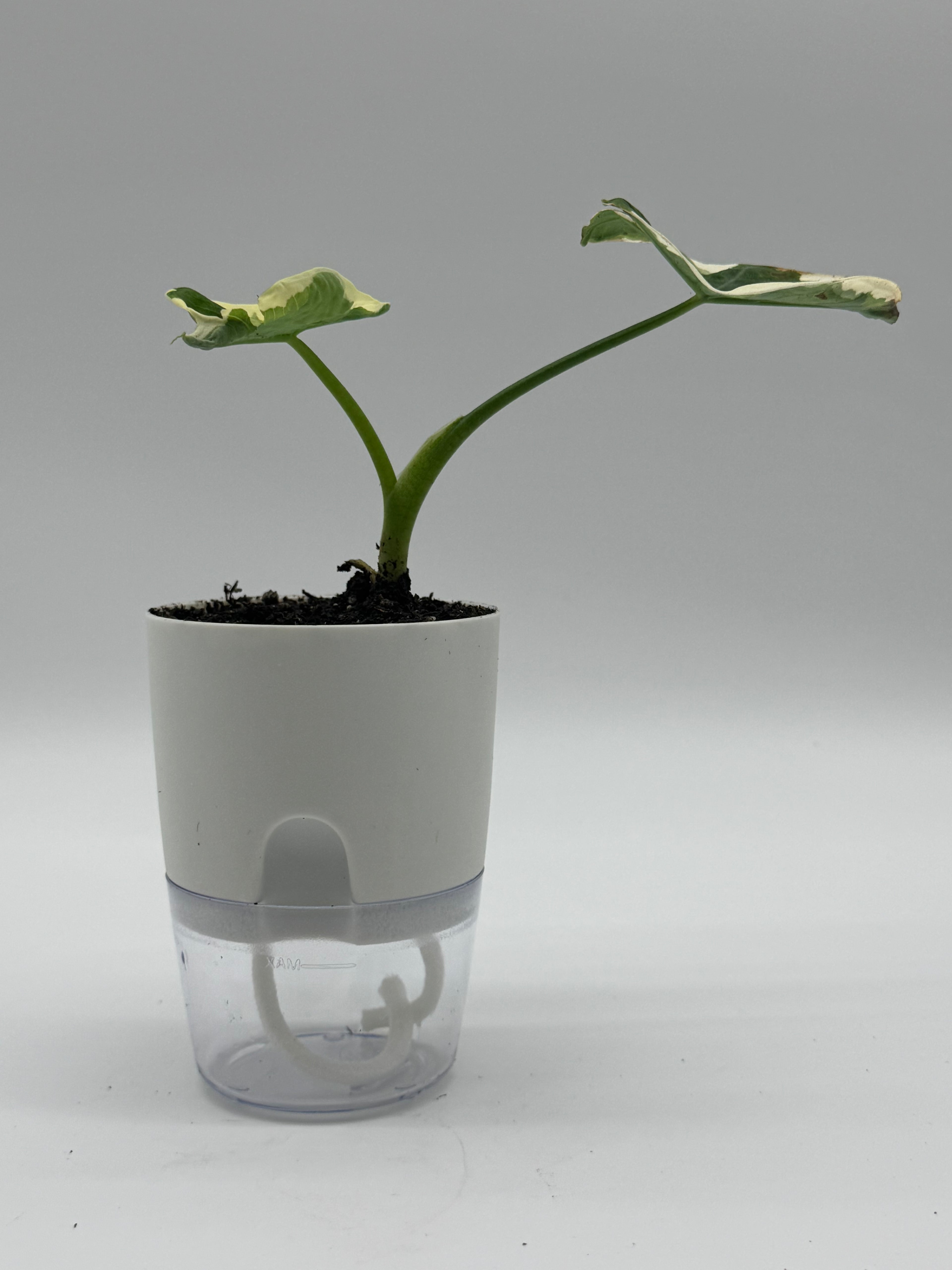 Alocasia &