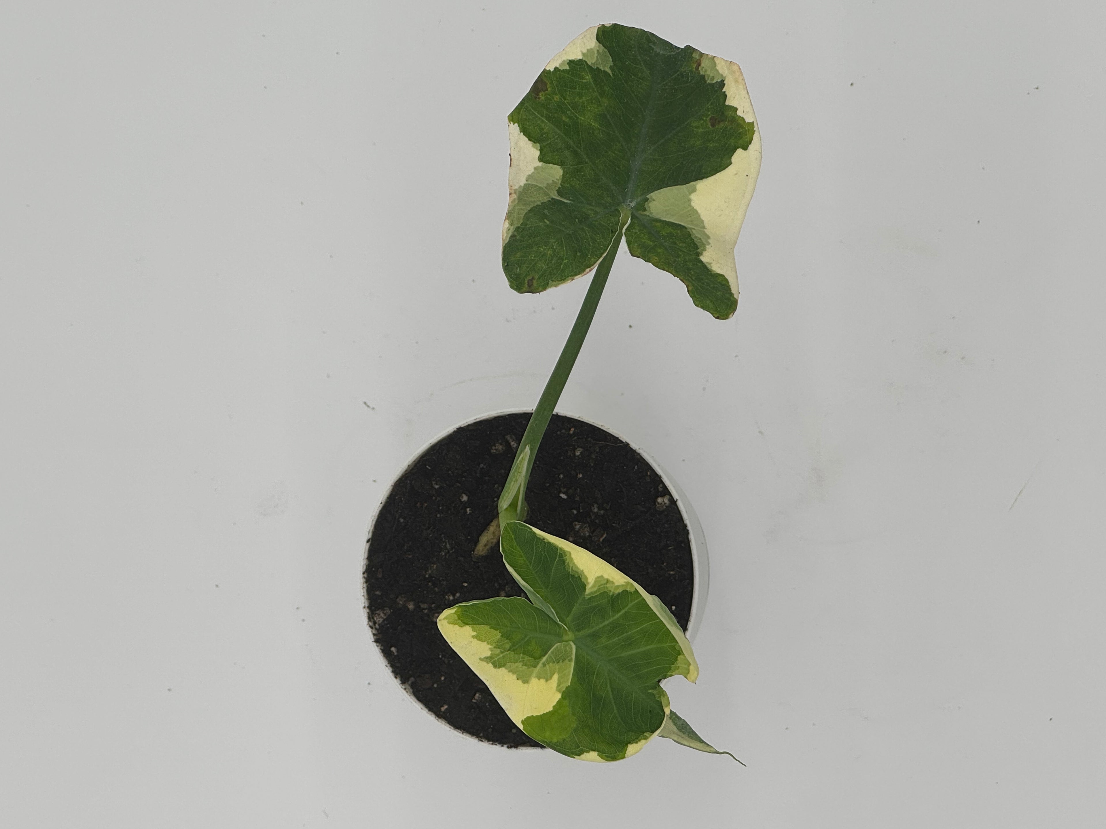 Alocasia &