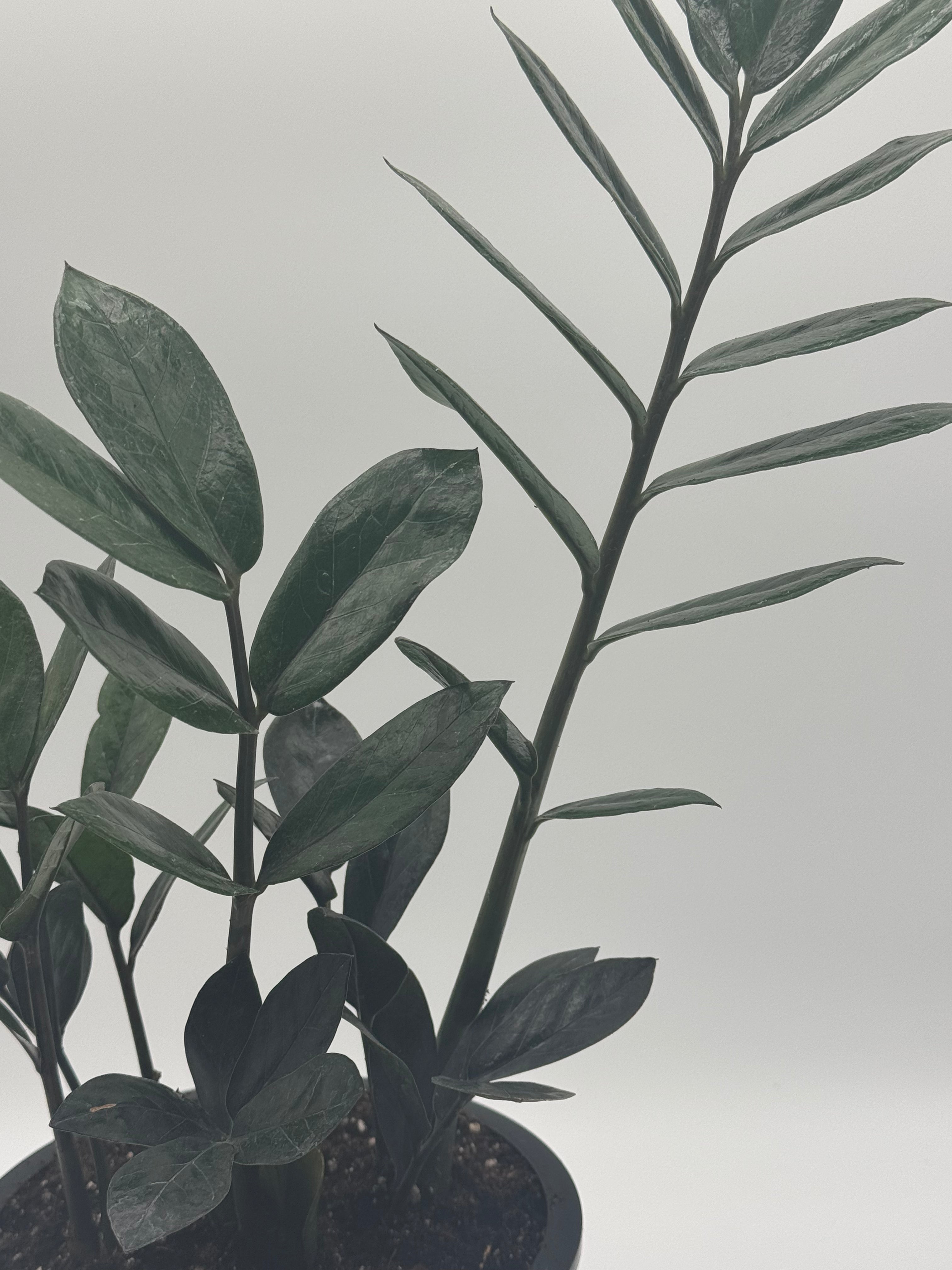 ZZ Zamioculcas &