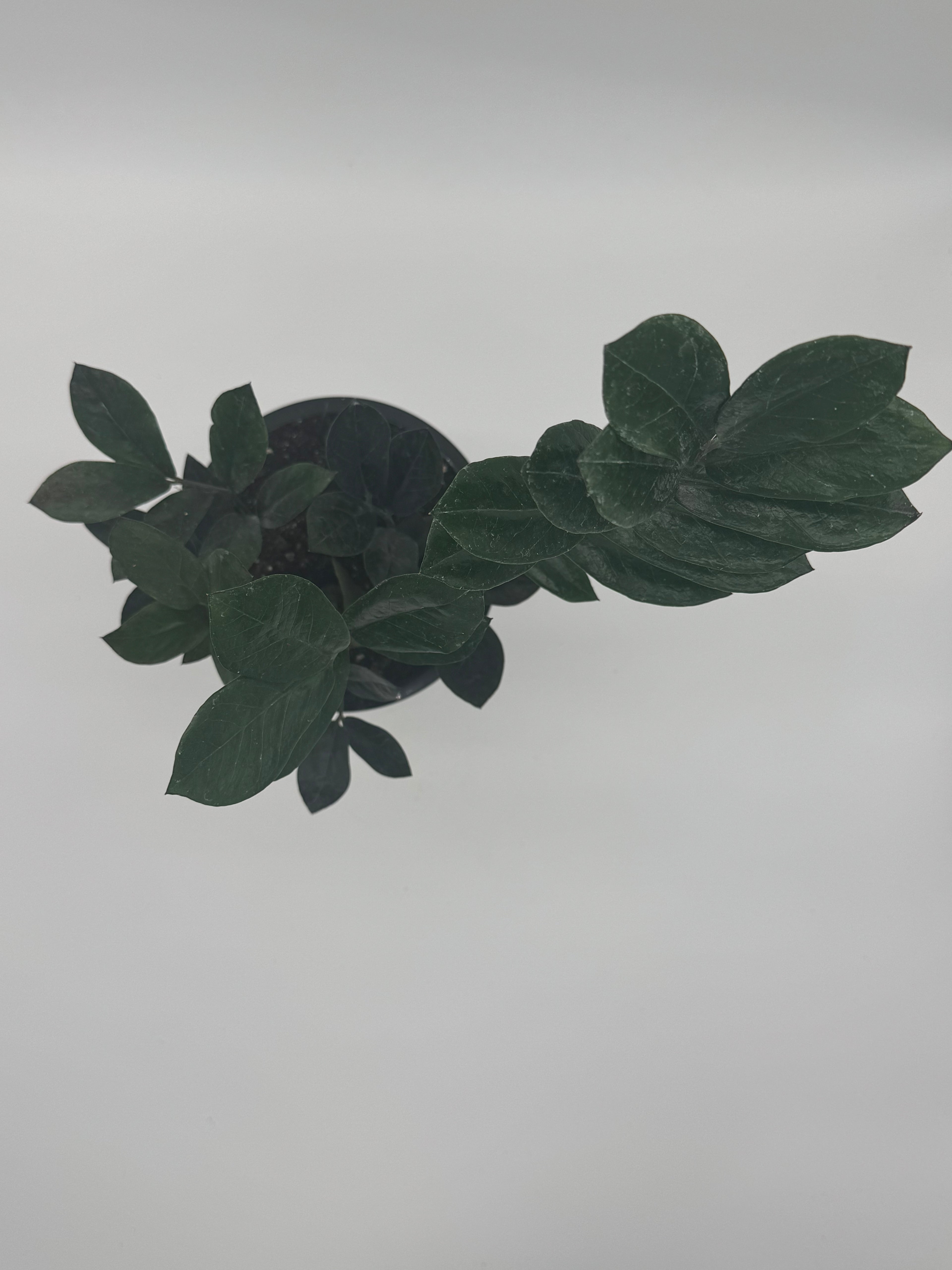 ZZ Zamioculcas &