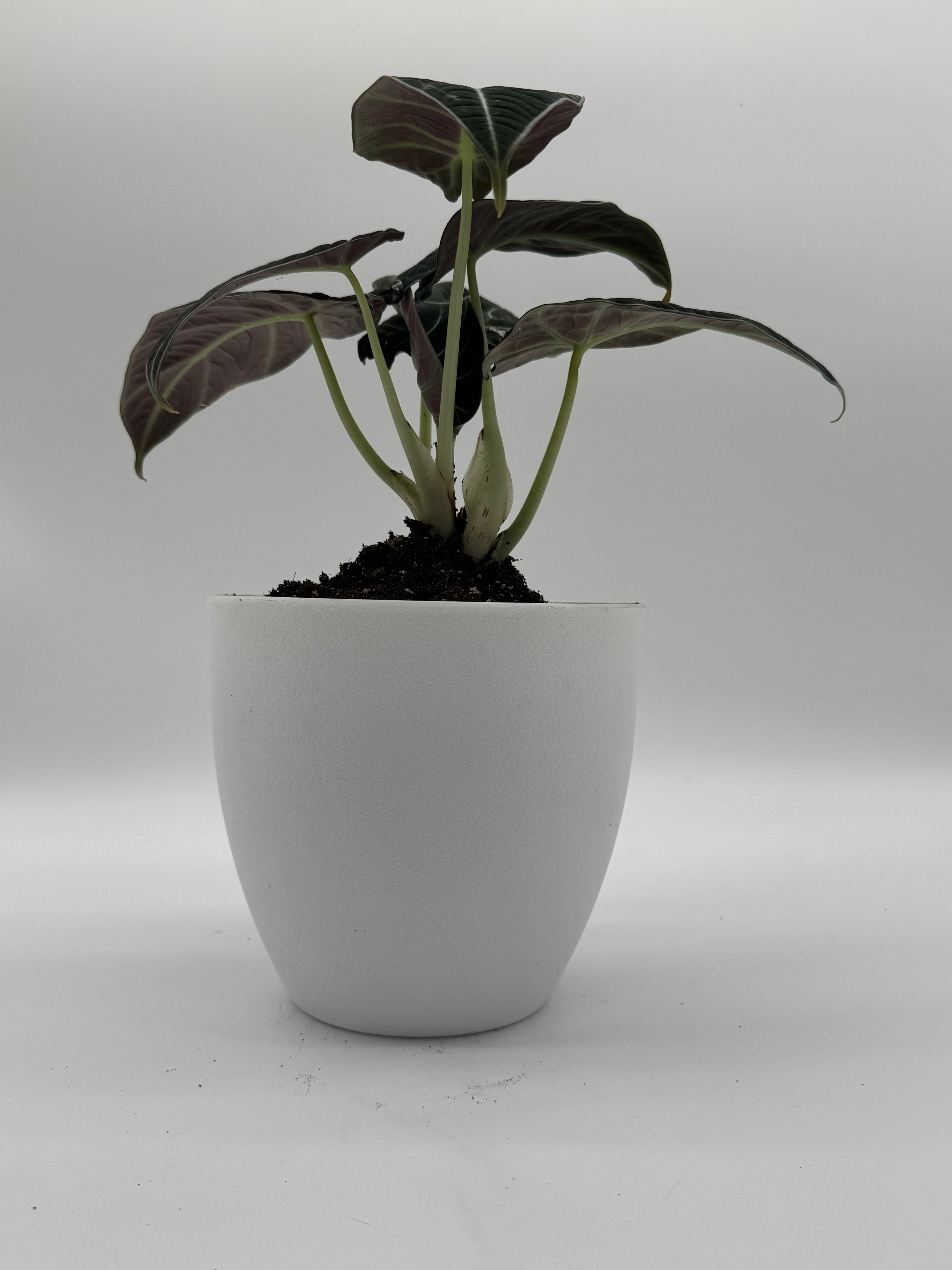 Alocasia Black Velvet 6-Inch Live Plant