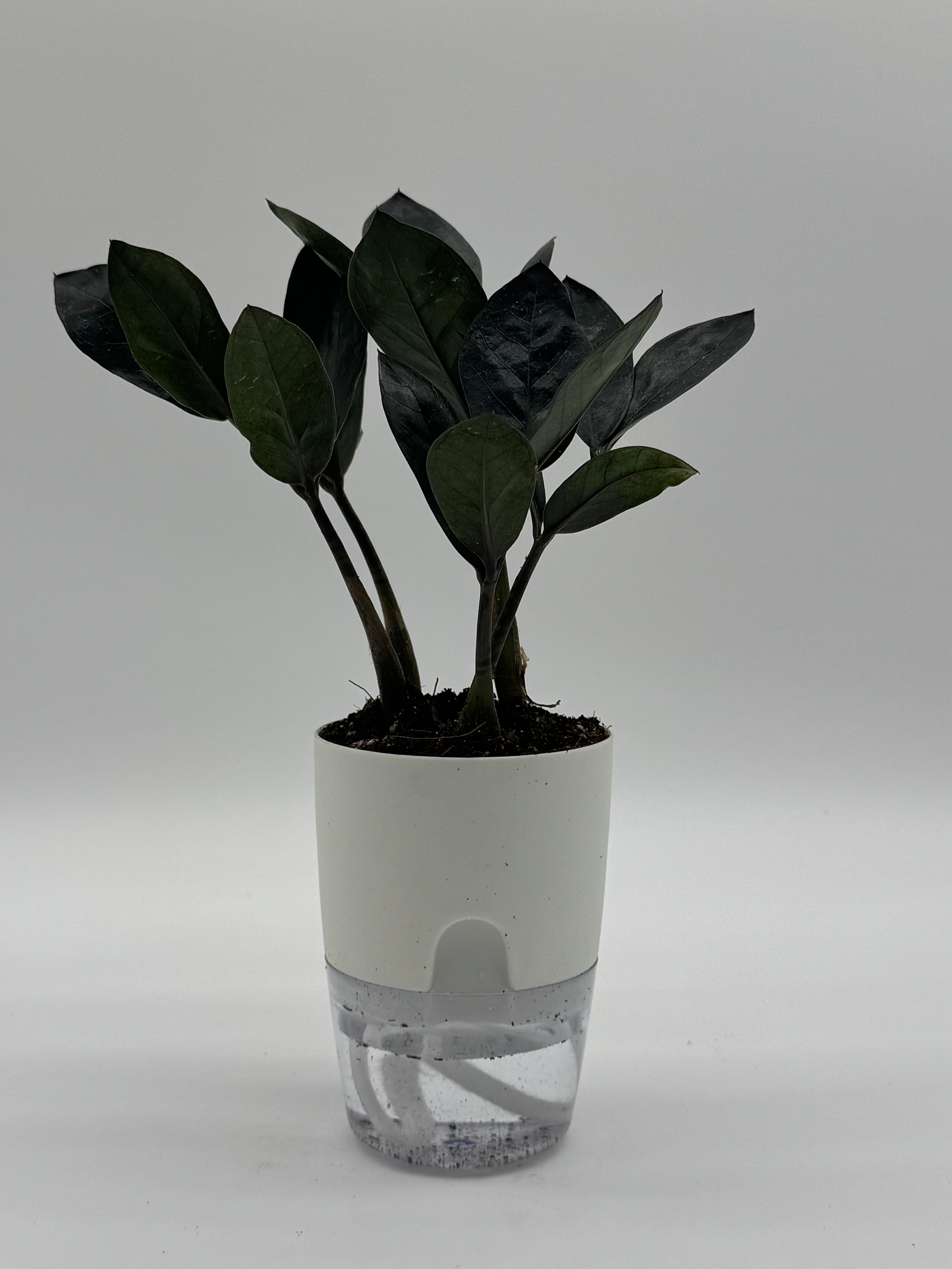 Zamioculcas zamiifolia &