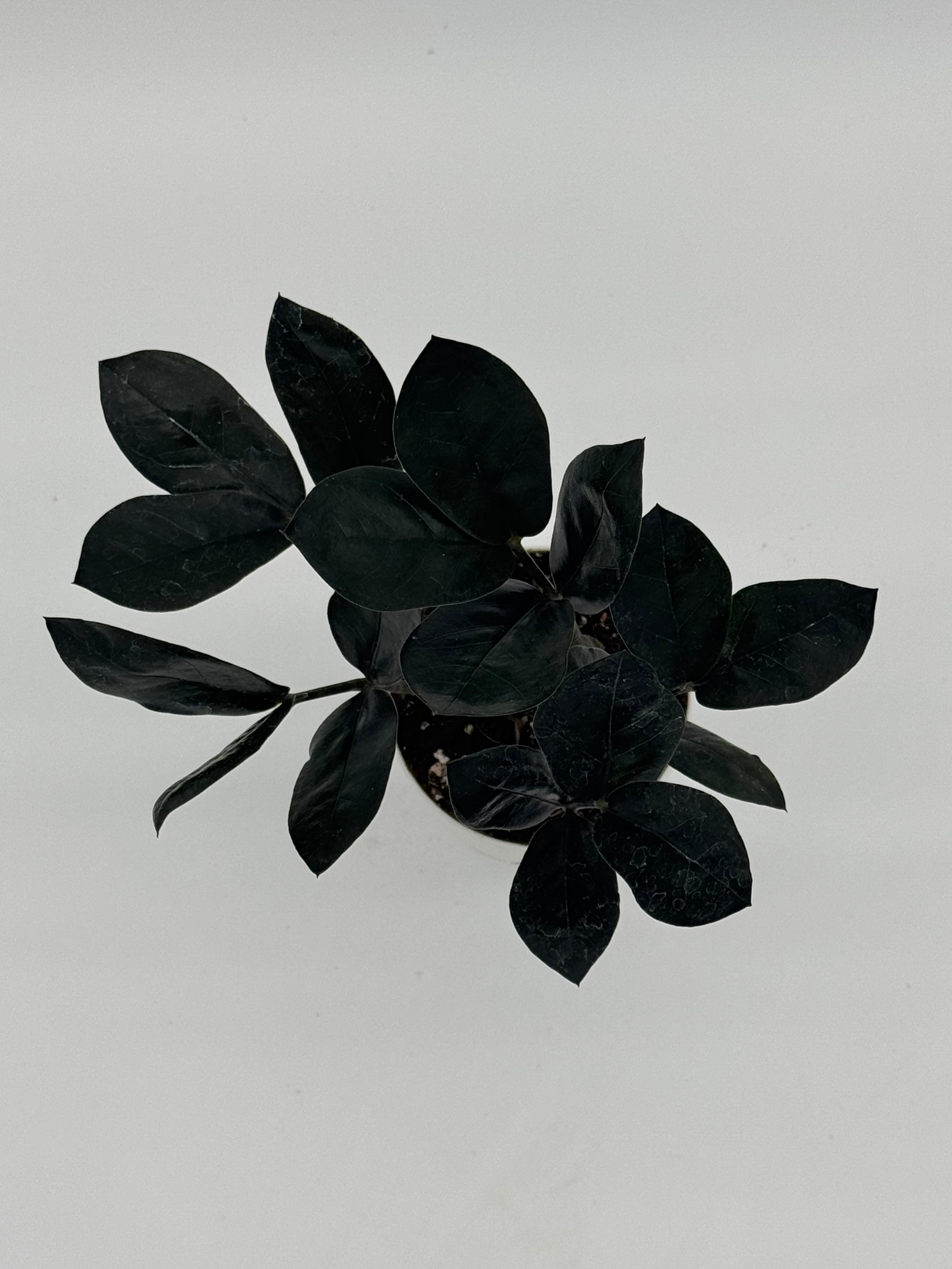 Zamioculcas zamiifolia &