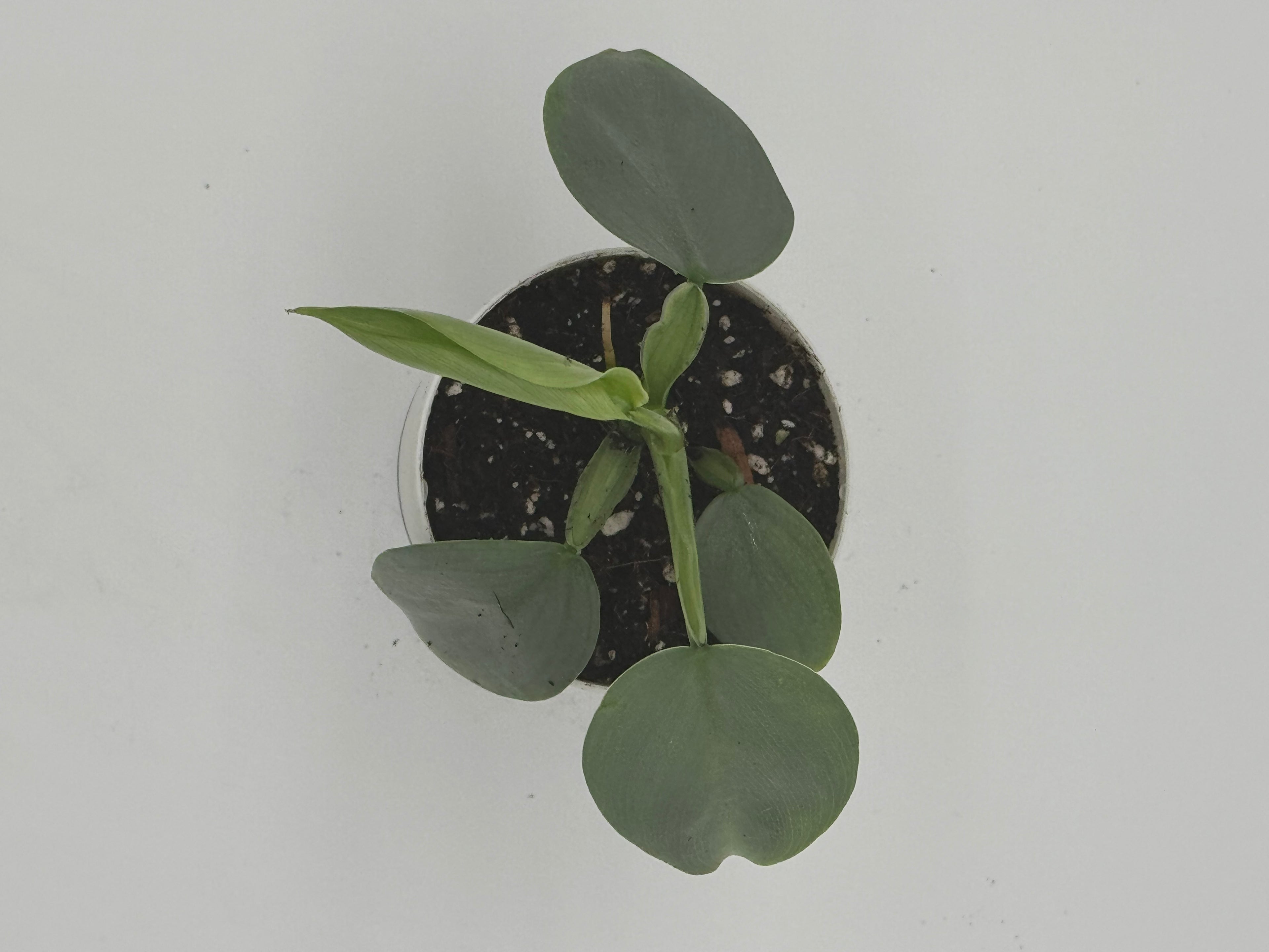 Philodendron Silver Sword