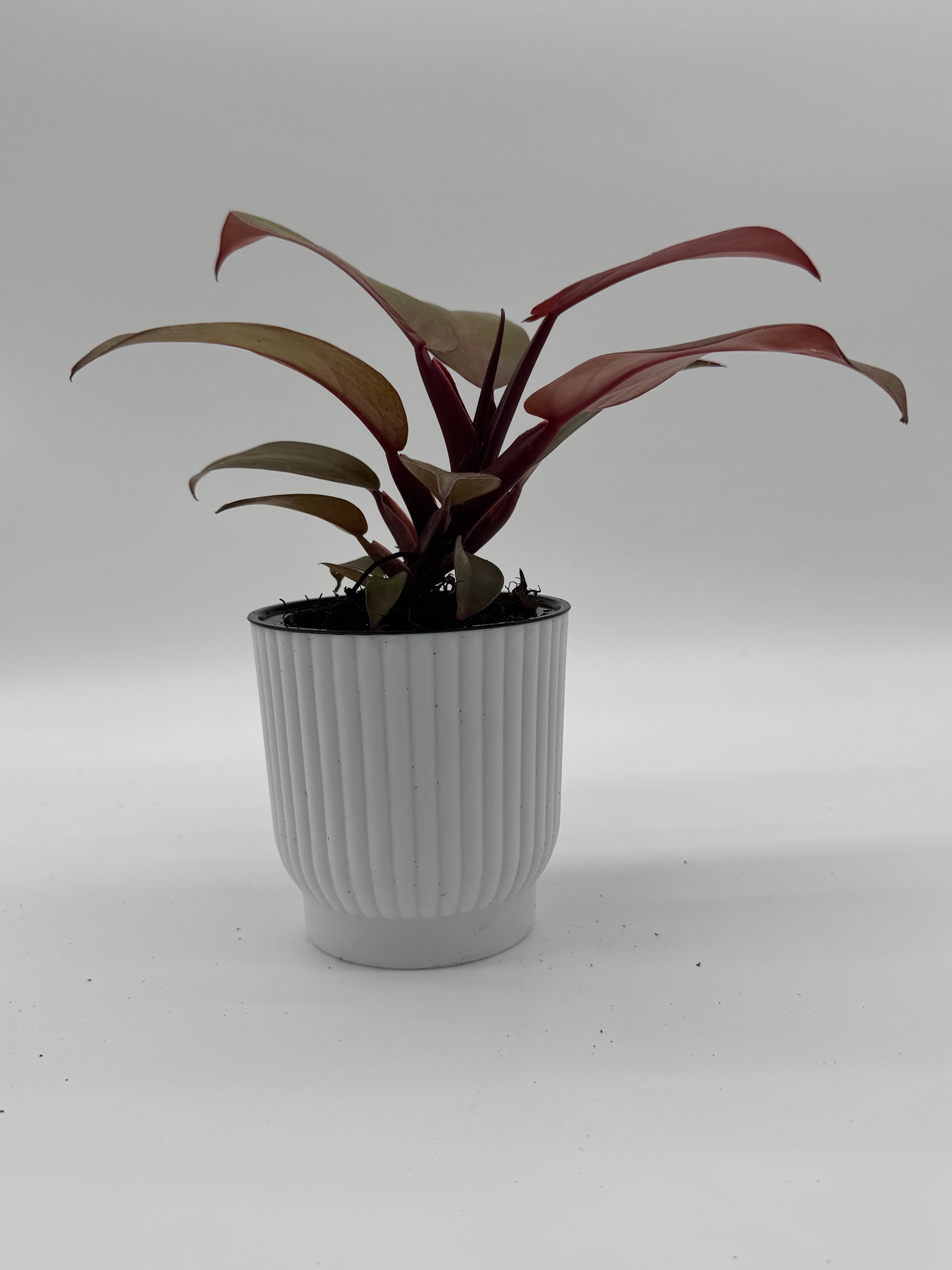 Philodendron &