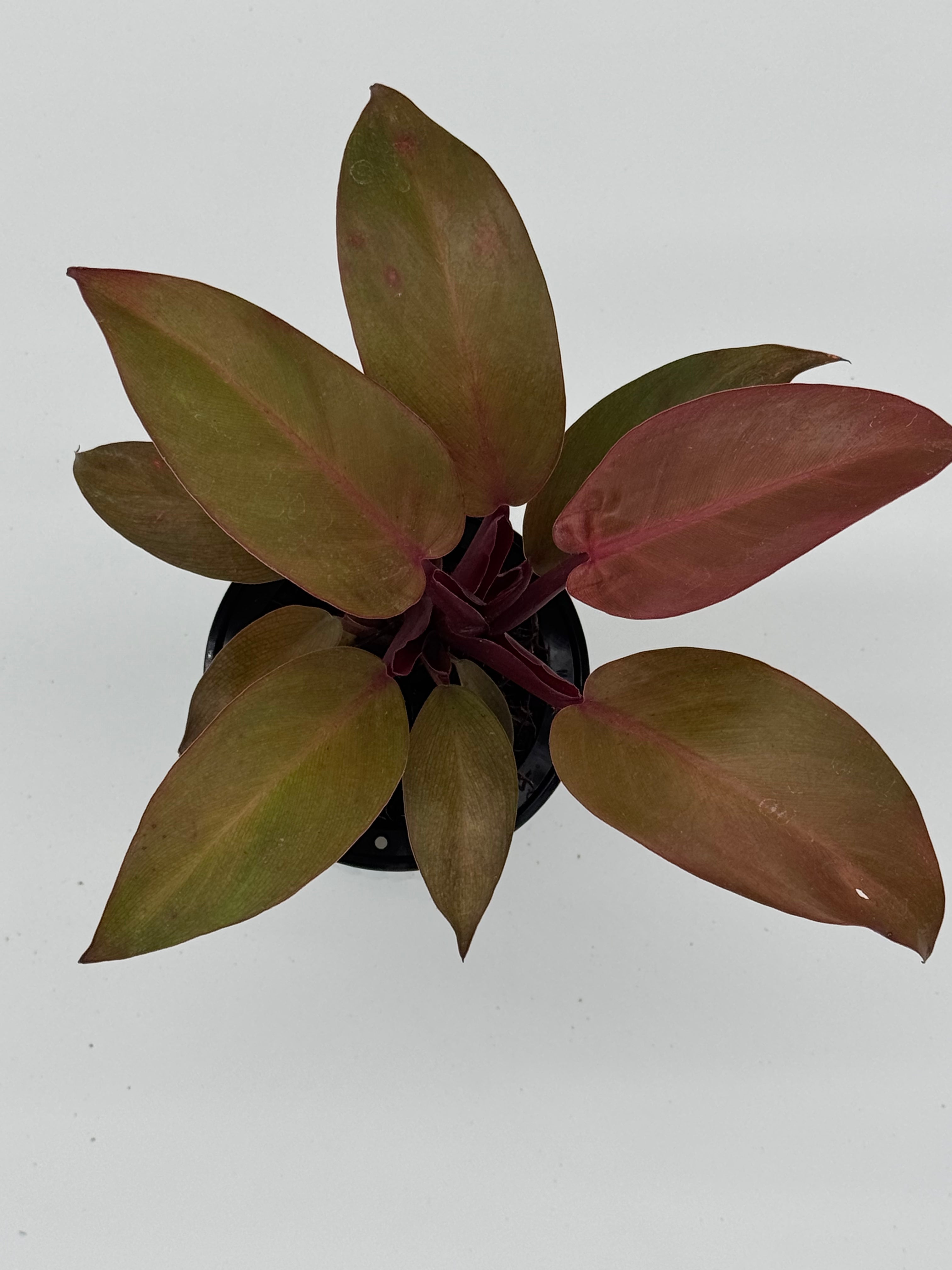 Philodendron &