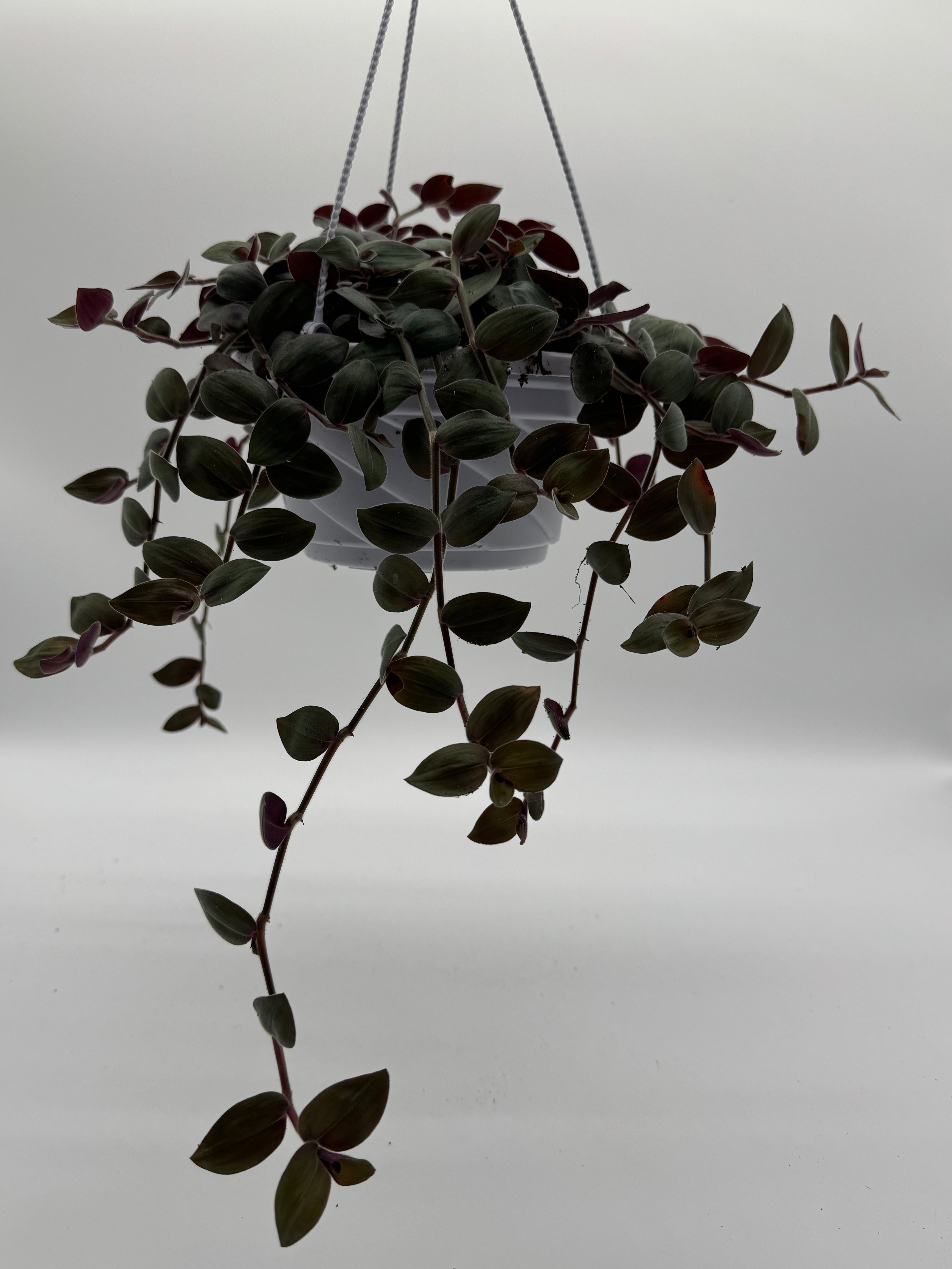 Baby Fuzzy Bunny - Purple Heart Trailing Plant