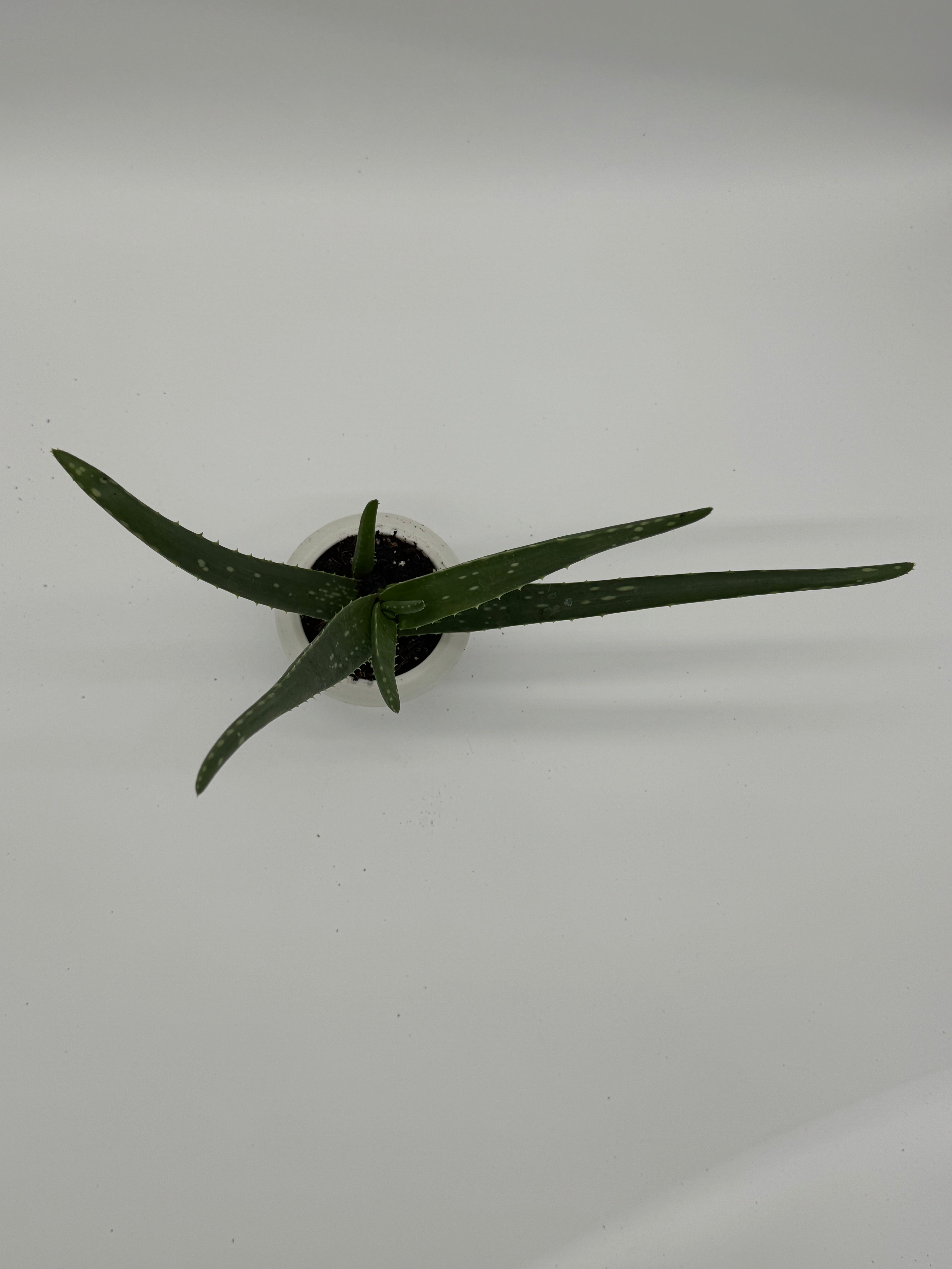 SUCCULENT ALOE VERA