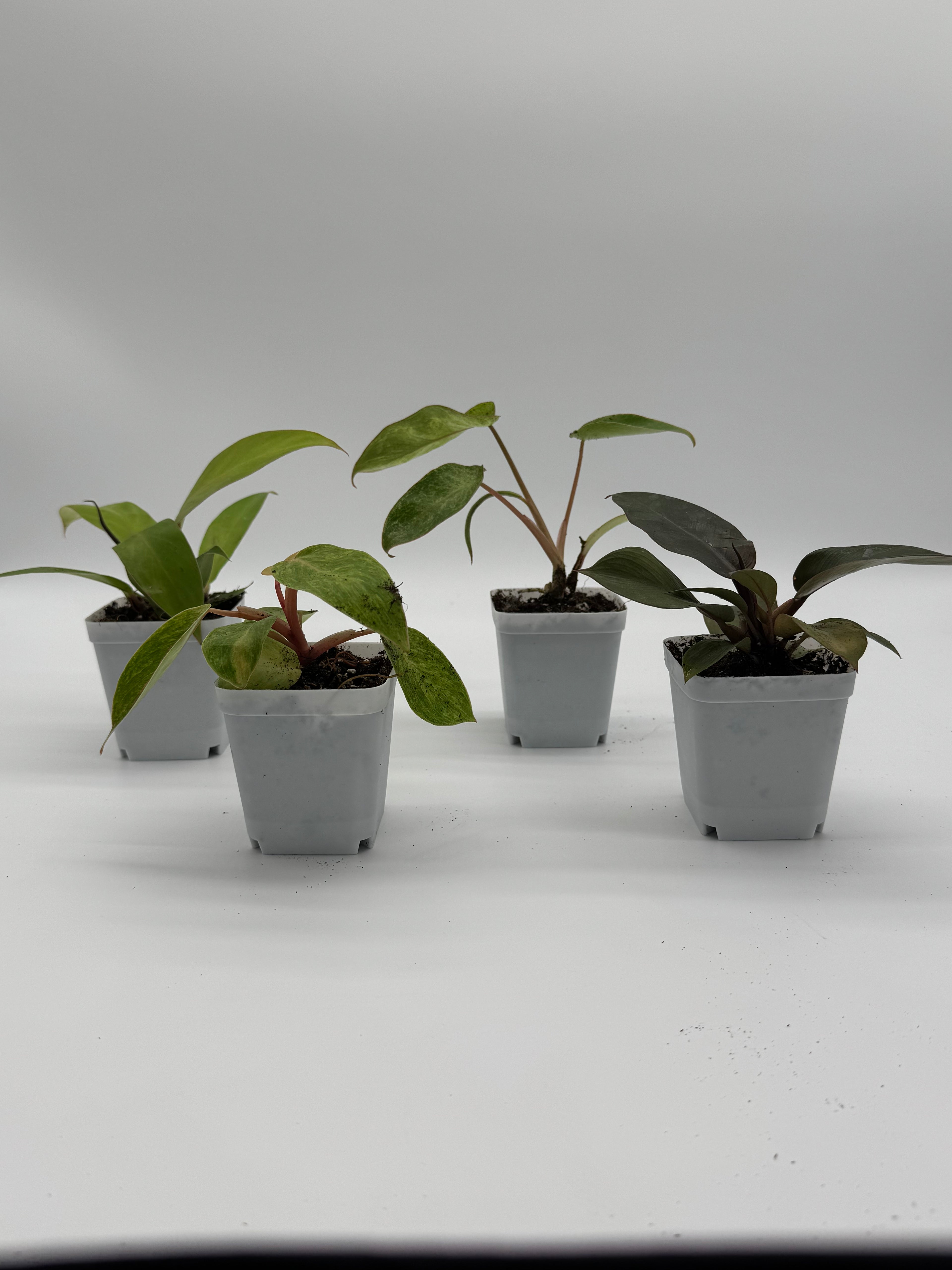 Philodendron Bundle Pack - 4 Rare Varieties in 2.5" Pots