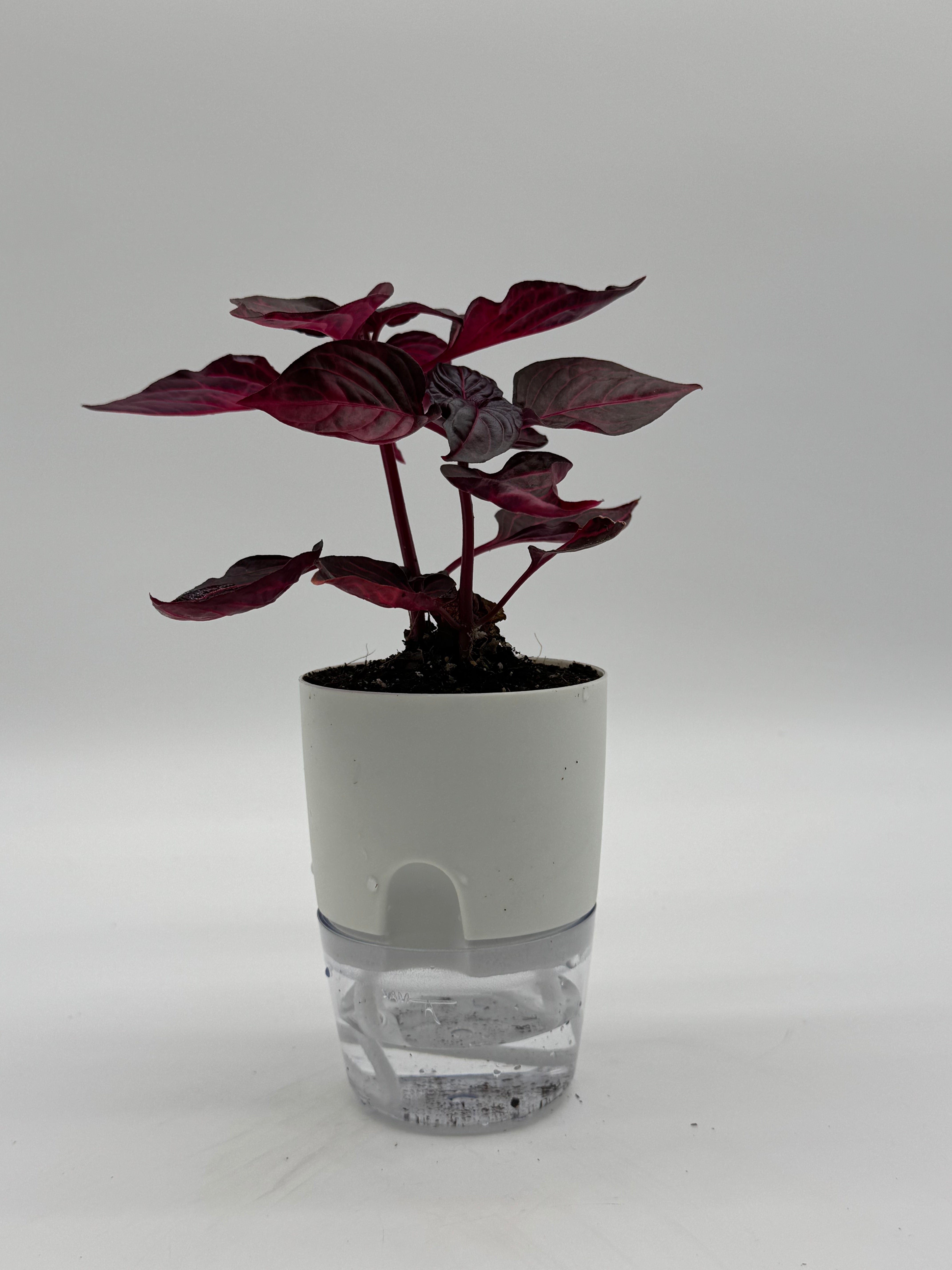 bloodleaf plant care indoors Bloodleaf Plant | Iresine herbstii