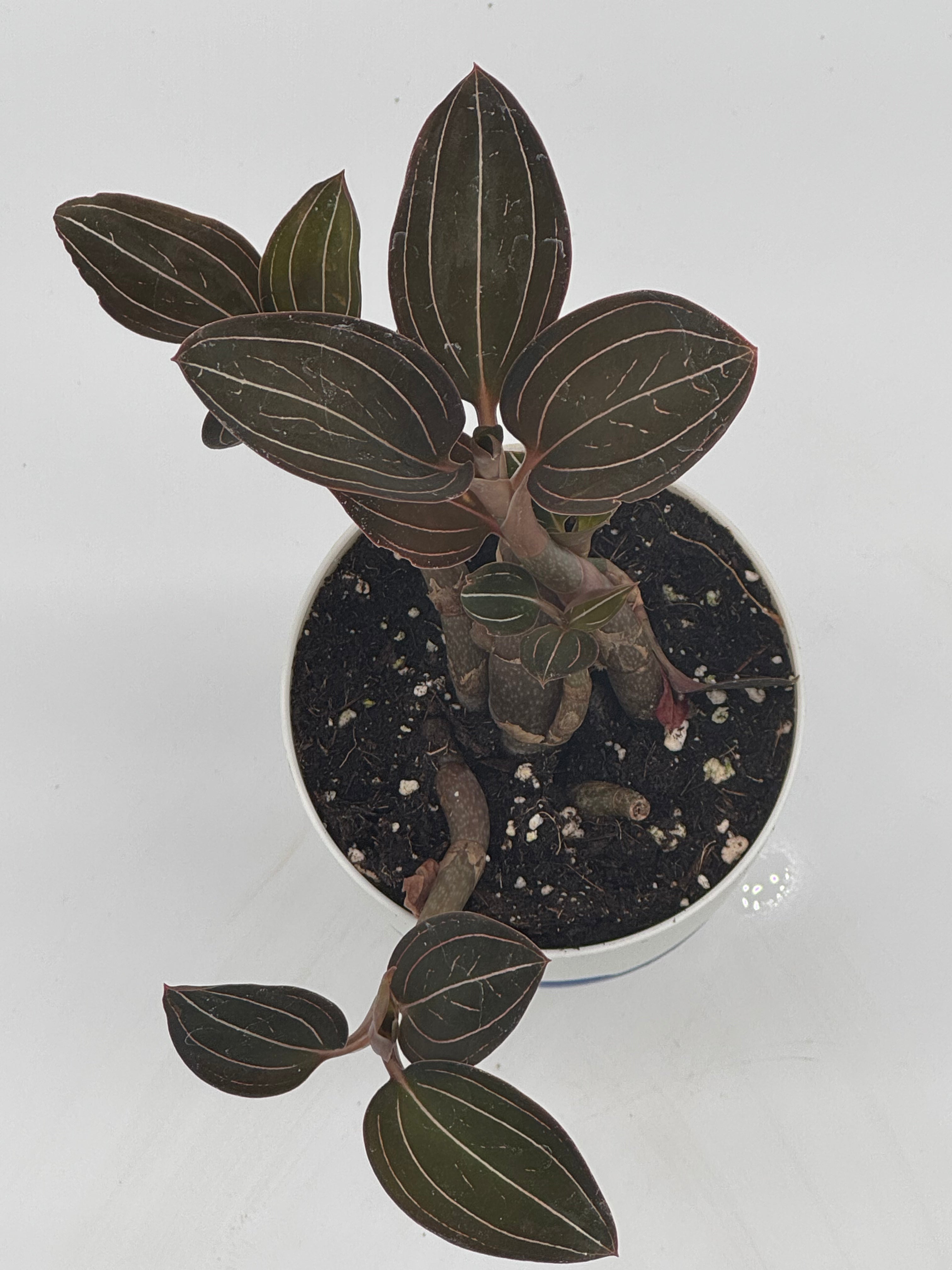 "Ludisia Sea Turtle Jewel Orchid"