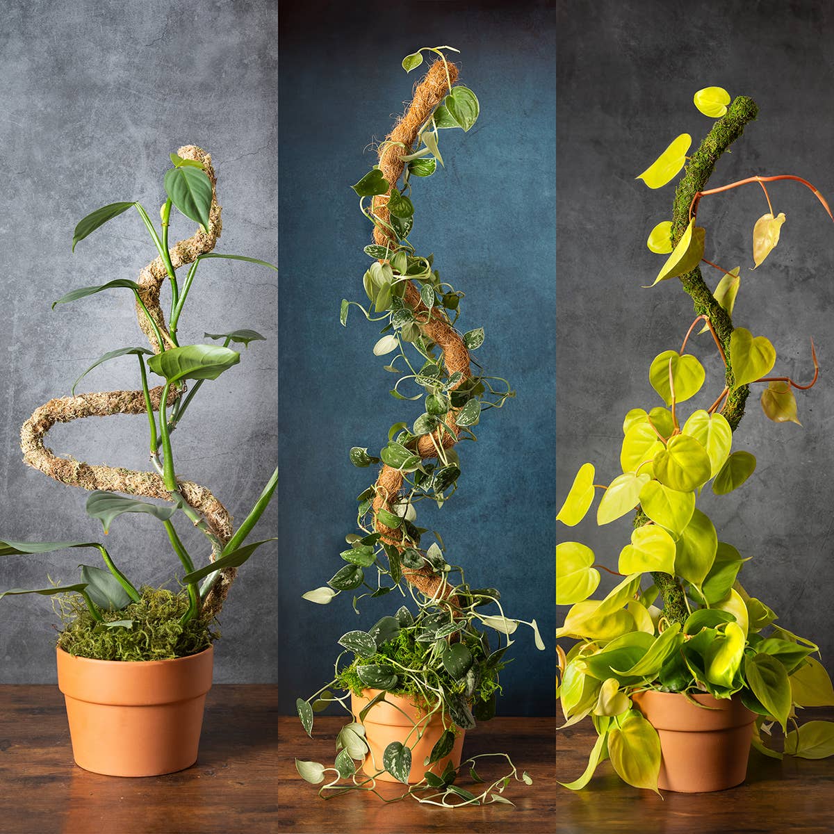 SuperMoss Bendable Moss Pole for Monstera, Pothos & Philodendron 36" Plant Support