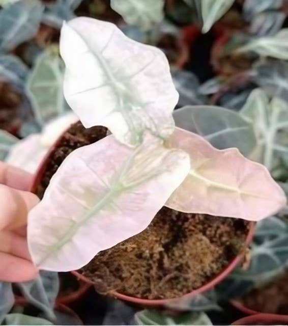 Alocasia "Pink Polly Ghost" - Rare Pink-Stemmed Elephant Ear