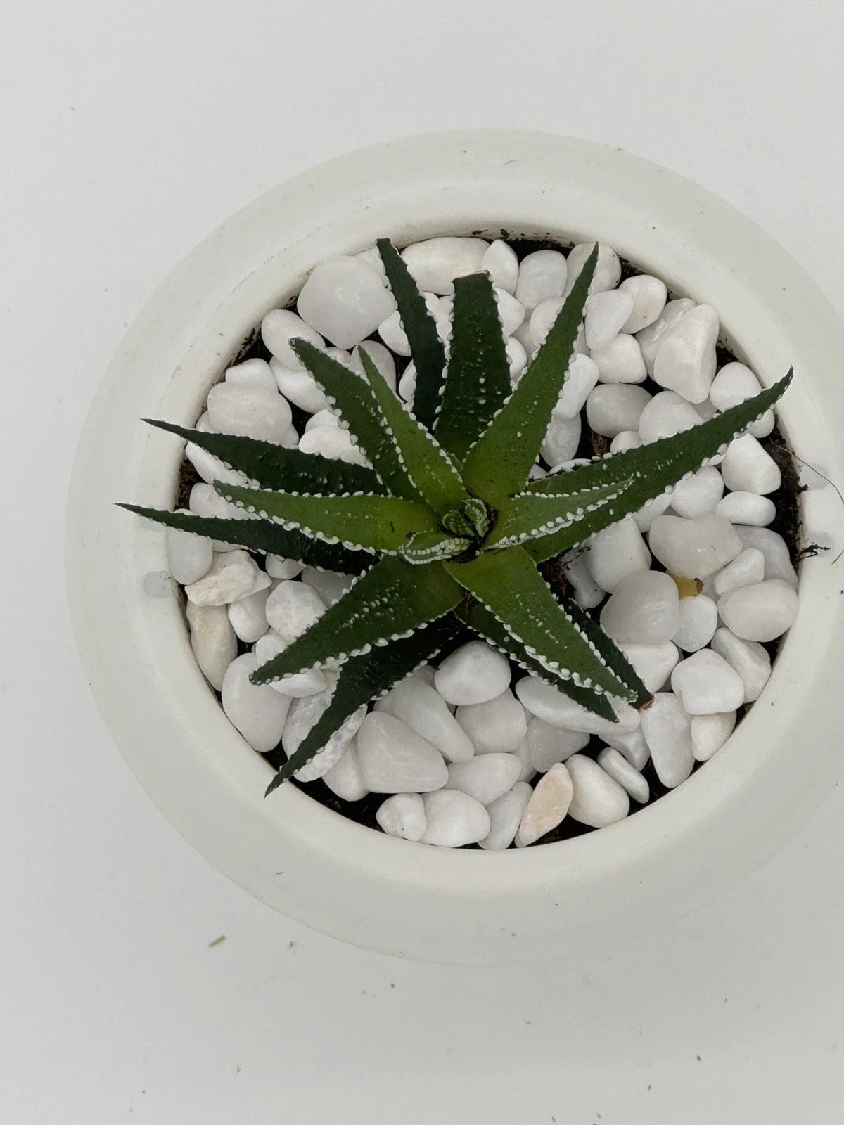Succulent Haworthia attenuata Zebra