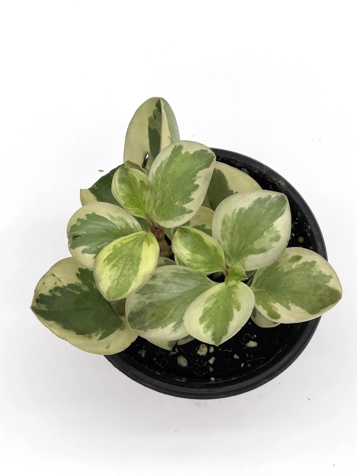 Peperomia Obtusifolia Variegated