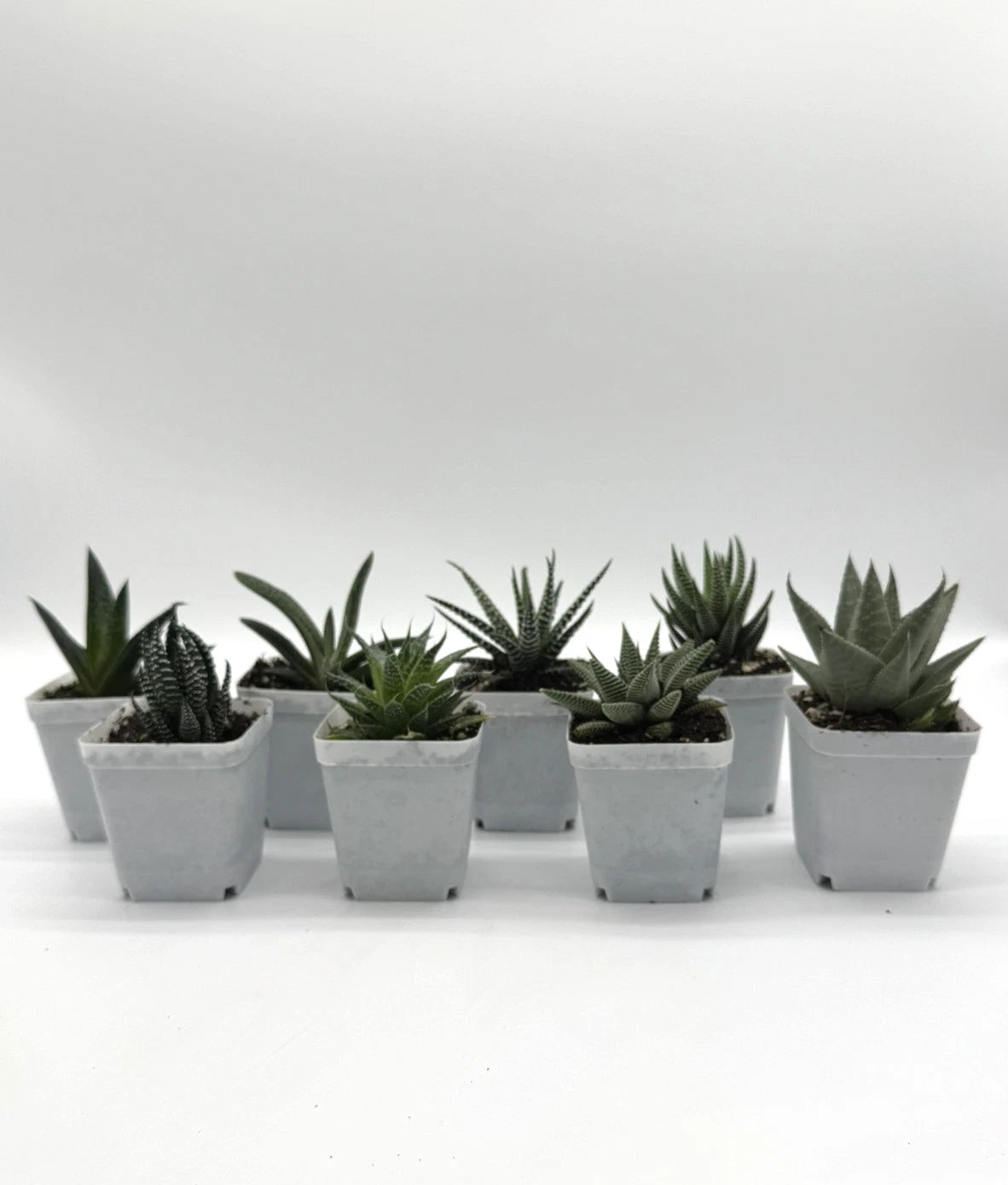 Bundle Pack - 8 Haworthia Succulent Plants