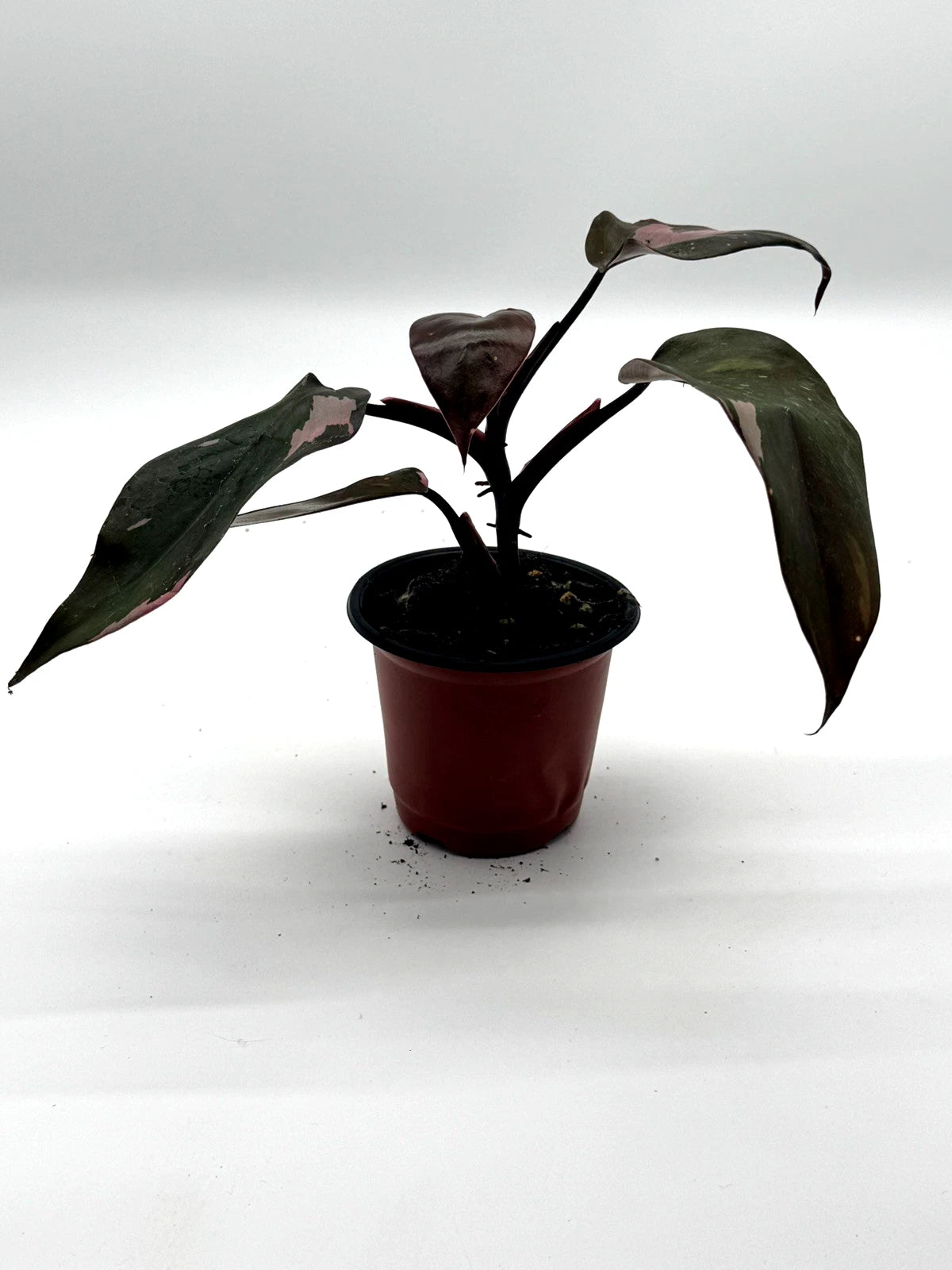 Philodendron Pink Princess